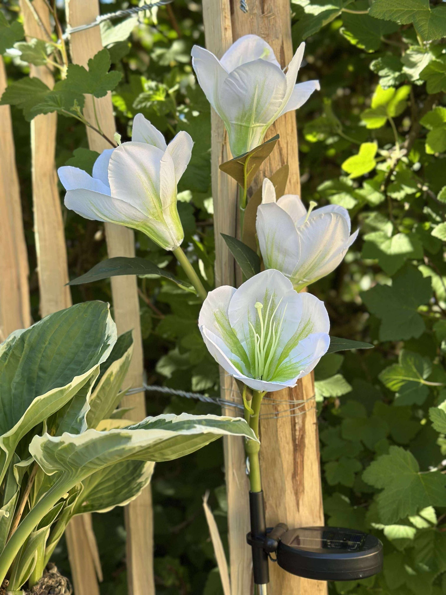 Magnolia med solceller - Vit