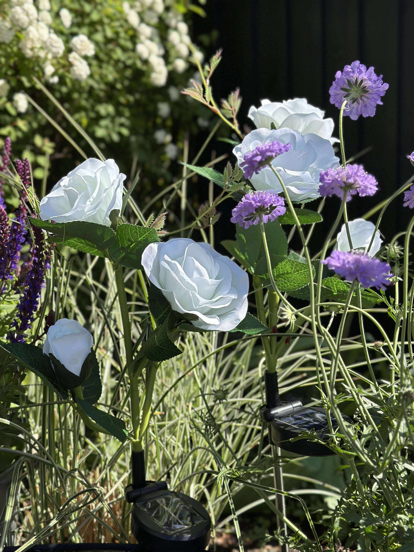 Ros med solceller - Vit