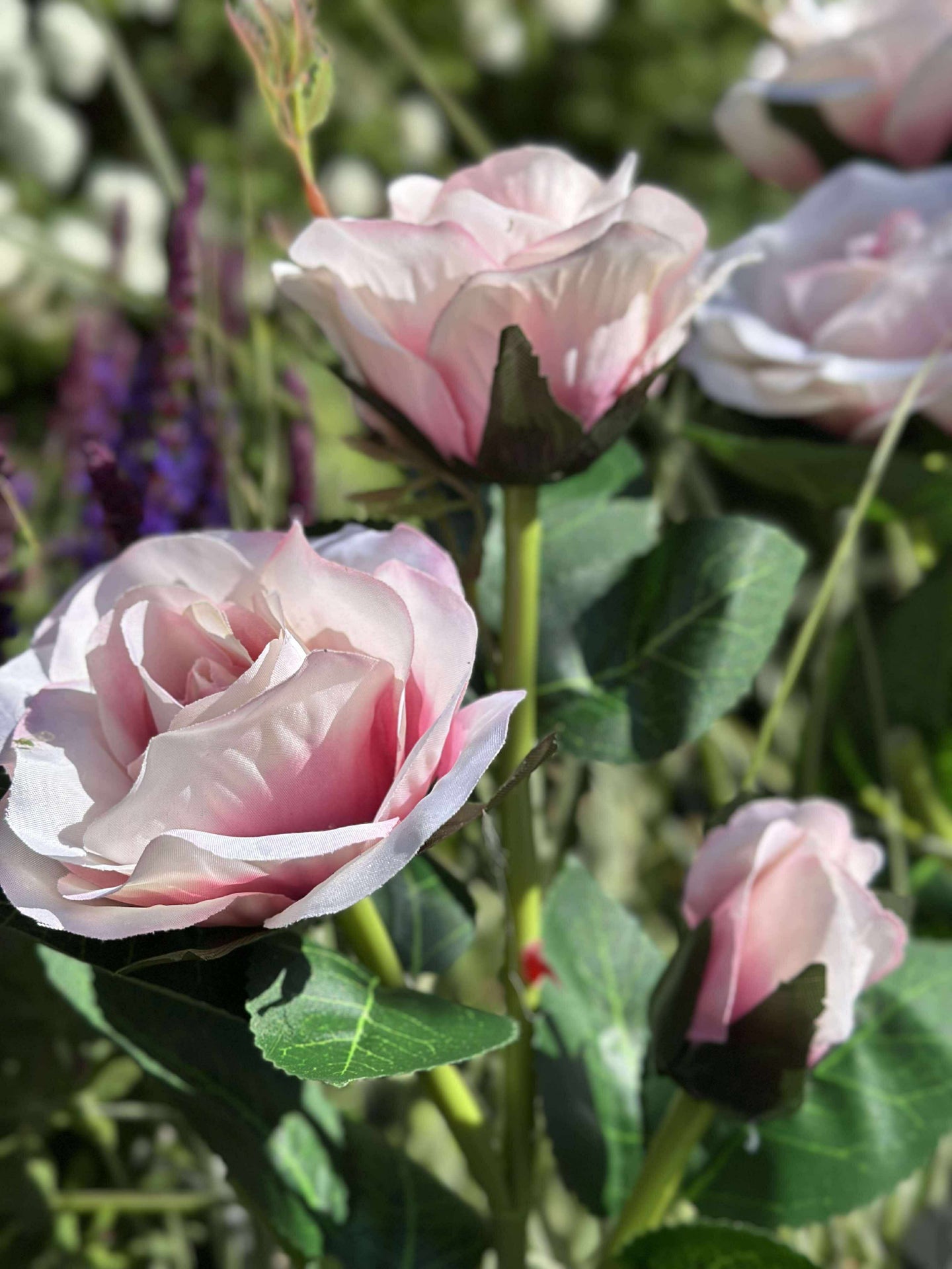 Ros med solceller - Rosa
