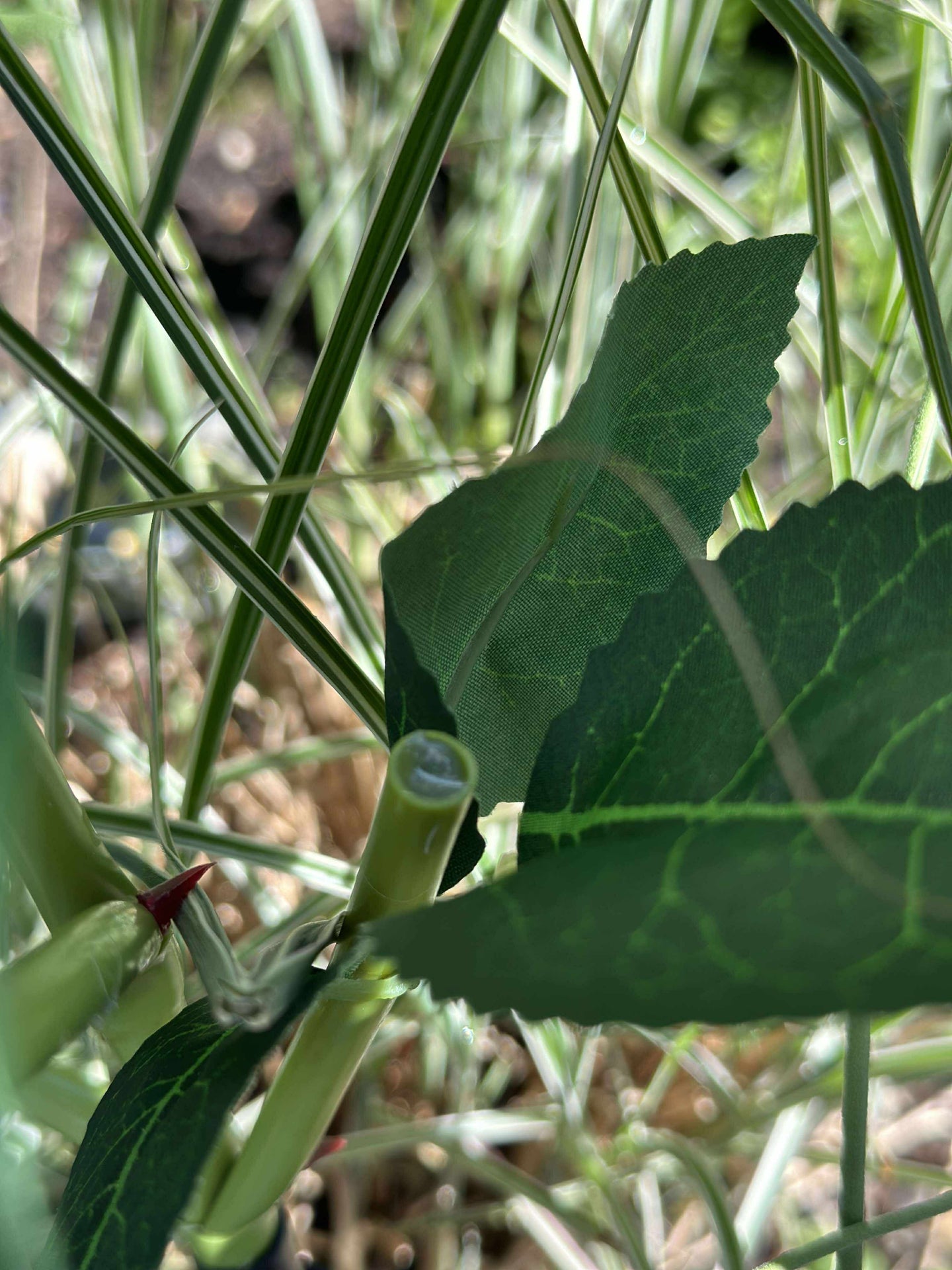 Ros med solceller - Vit