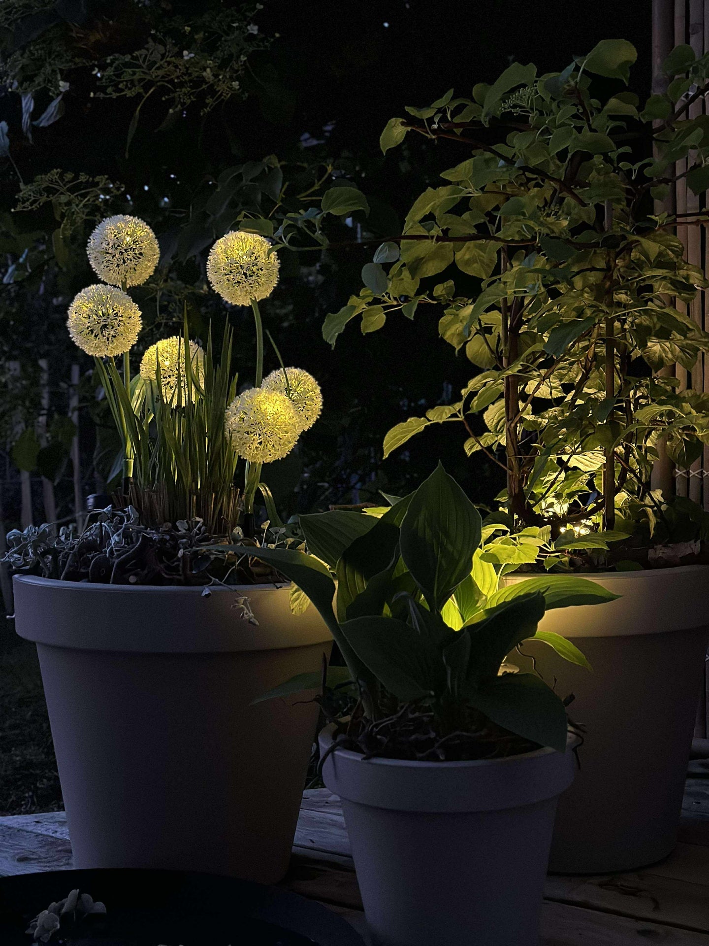 Dekorativ lök med solceller