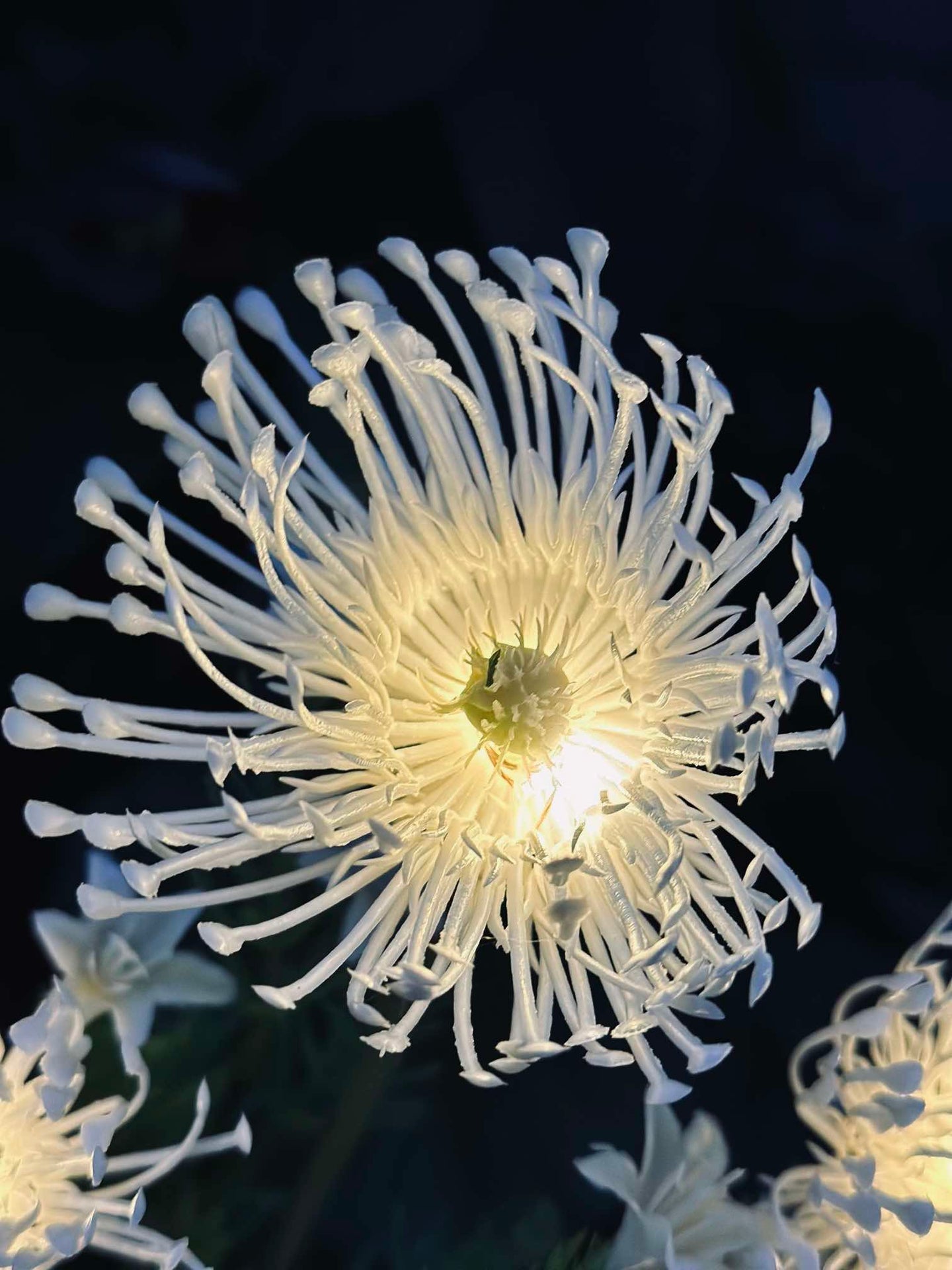 Blomma med solceller - Spider Lili vit