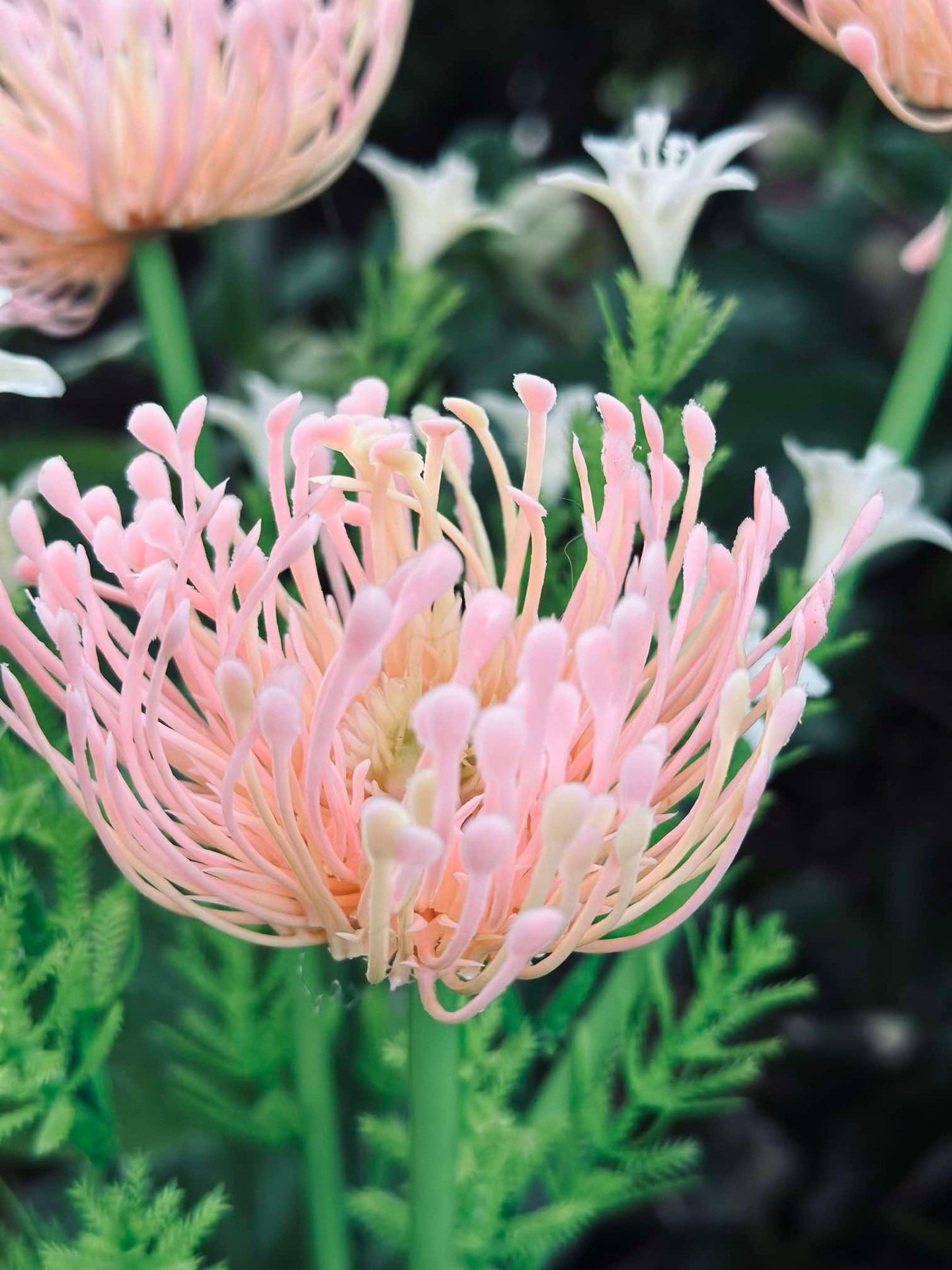 Blomma med solceller - Spider Lili rosa