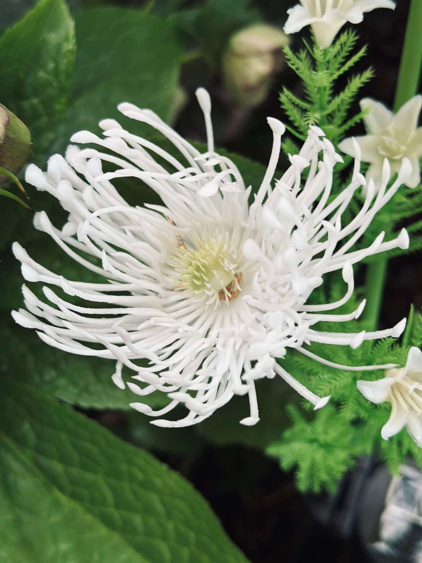 Blomma med solceller - Spider Lili vit