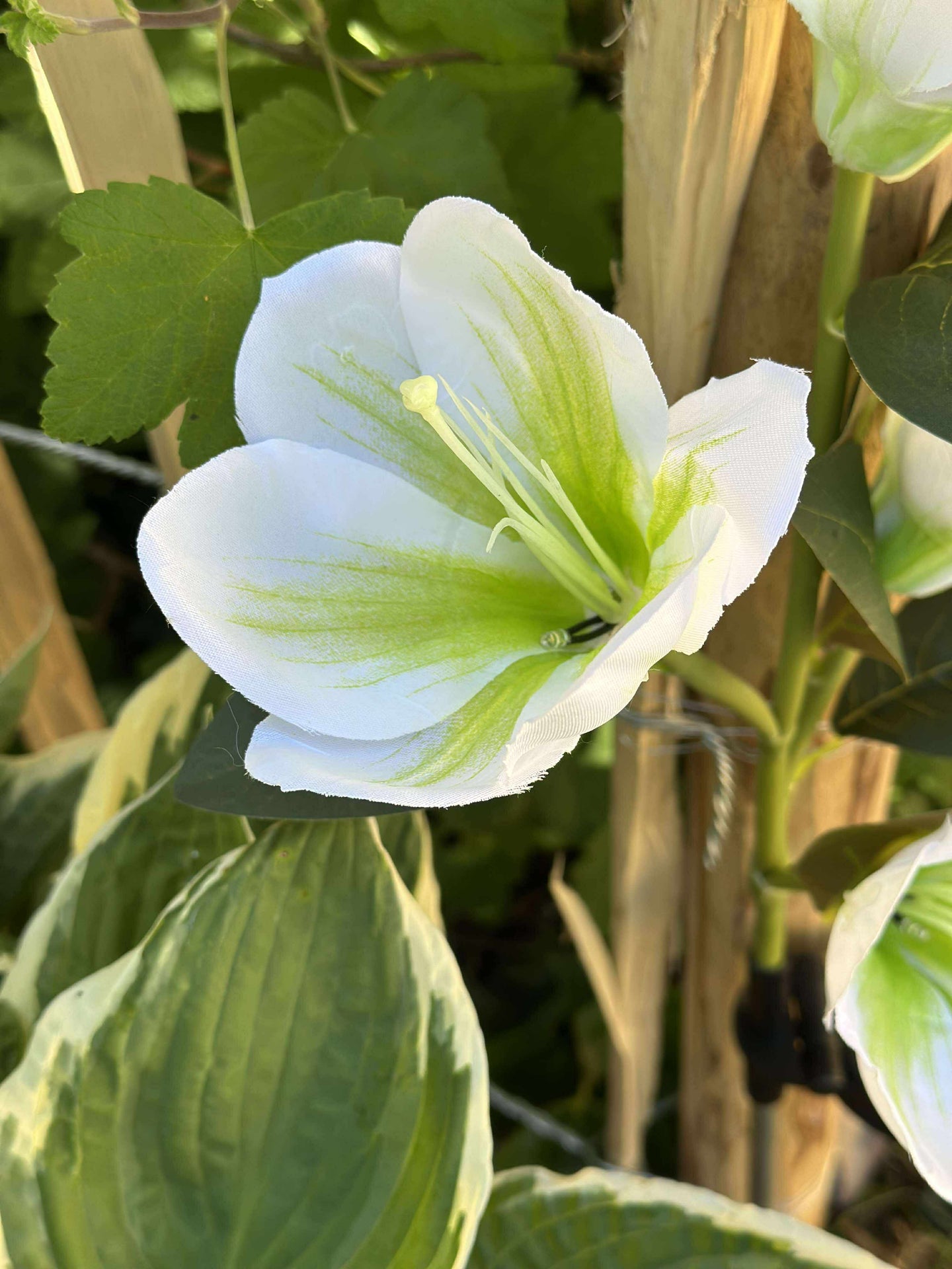 Magnolia med solceller - Vit