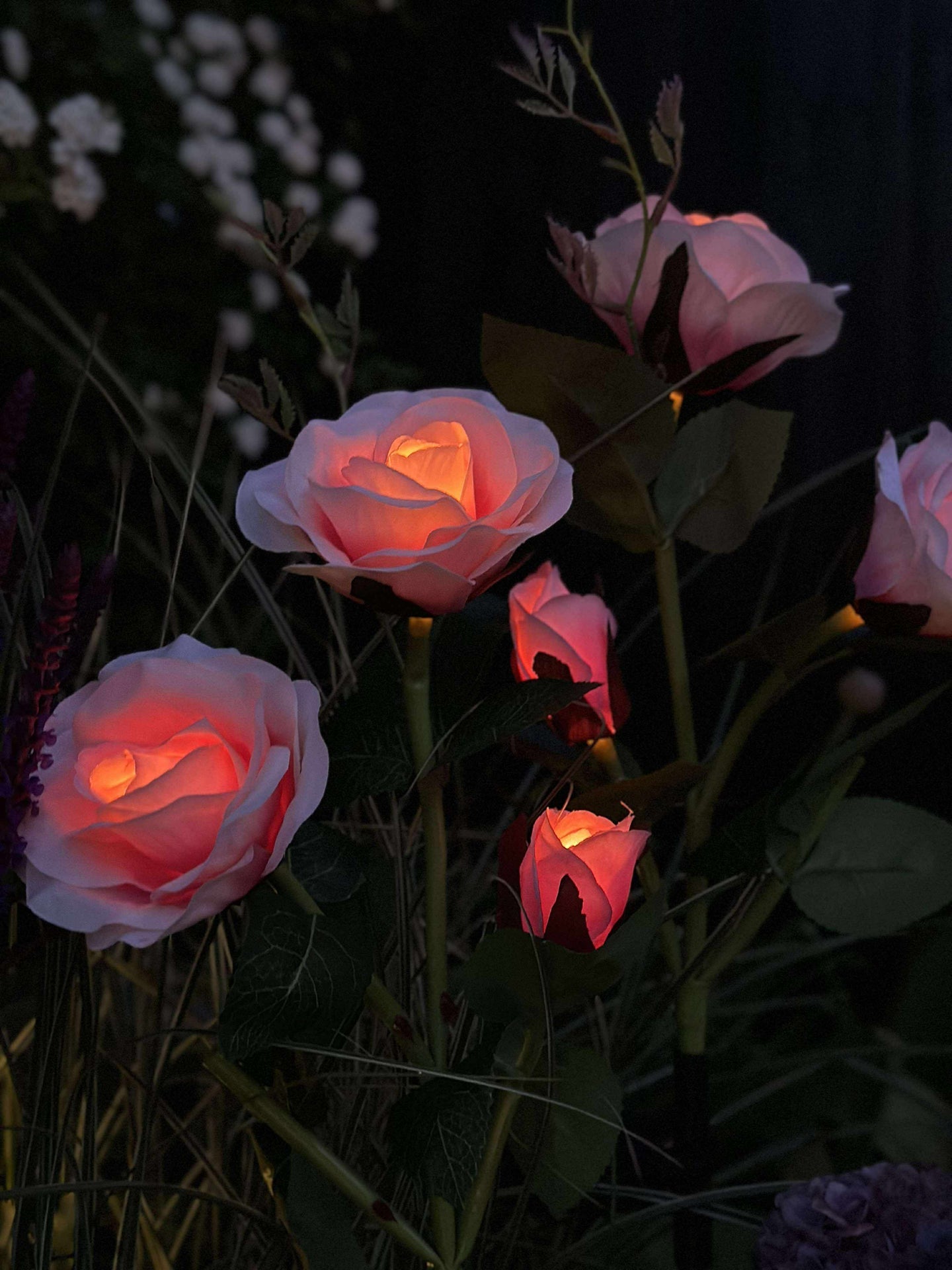 Ros med solceller - Rosa