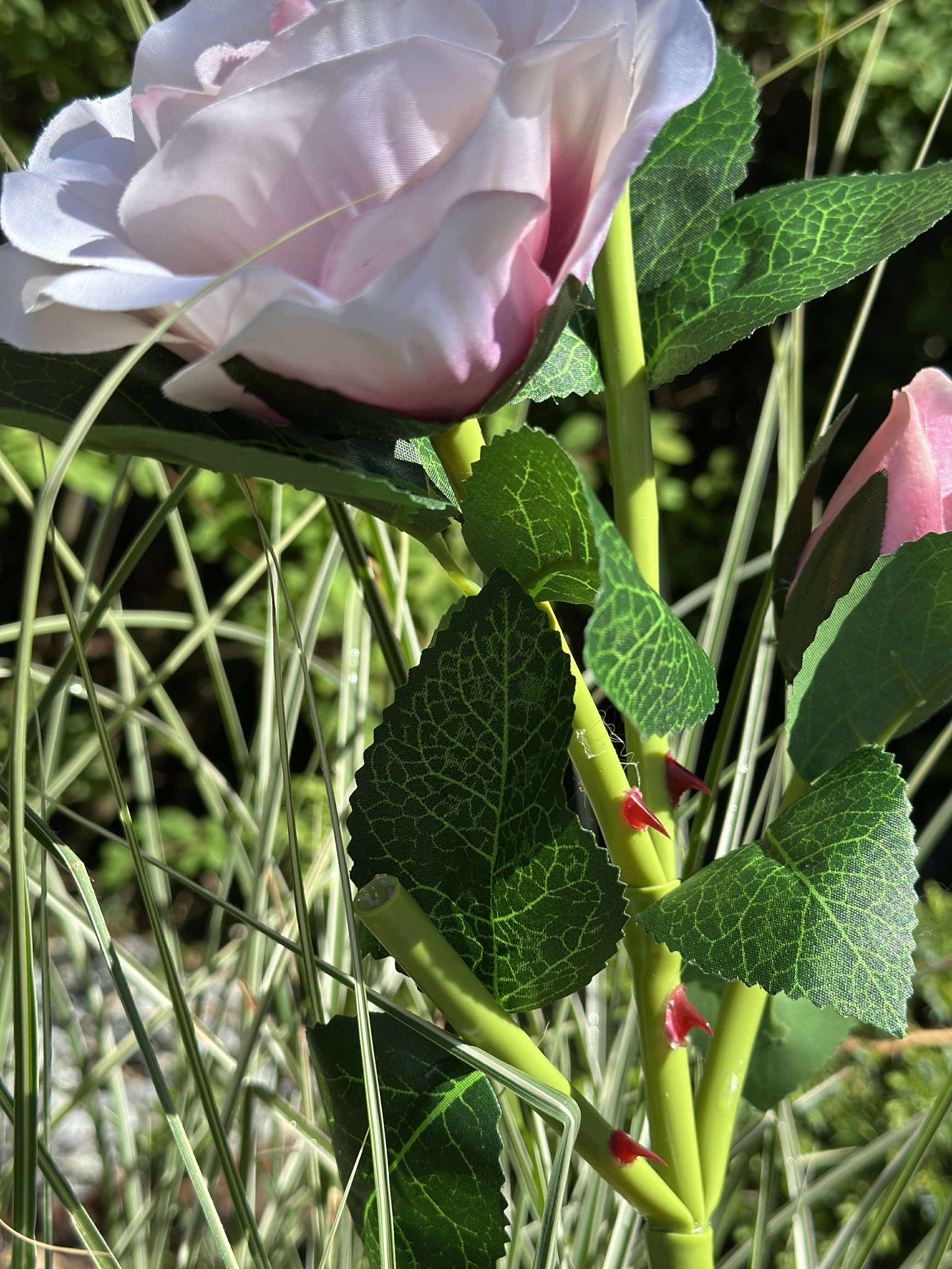 Ros med solceller - Rosa