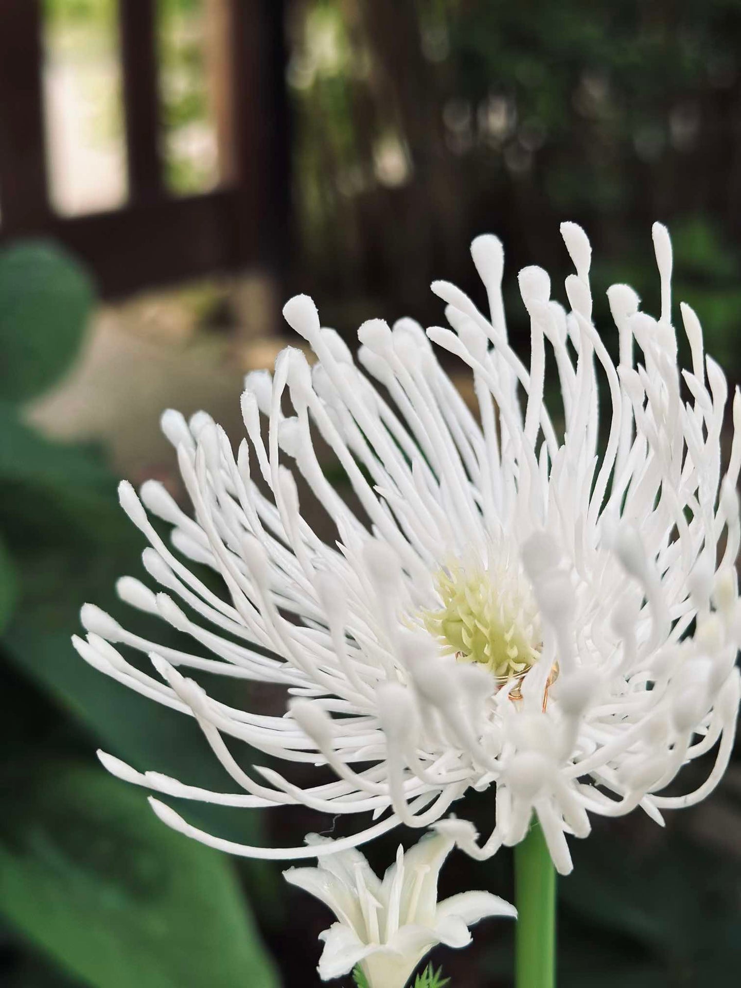 Blomma med solceller - Spider Lili vit