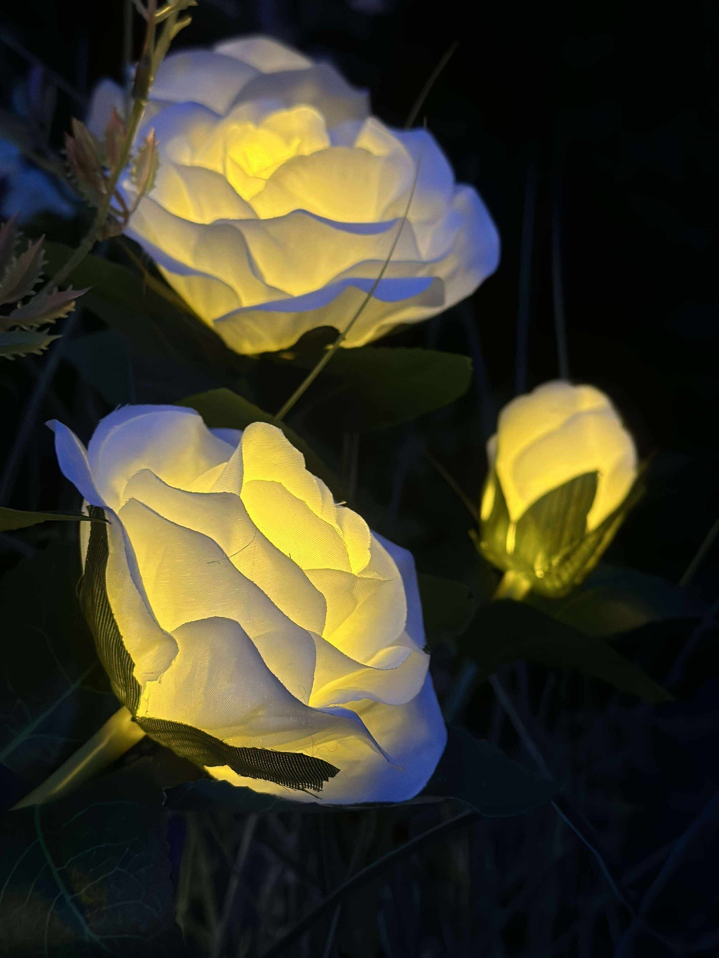 Ros med solceller - Vit