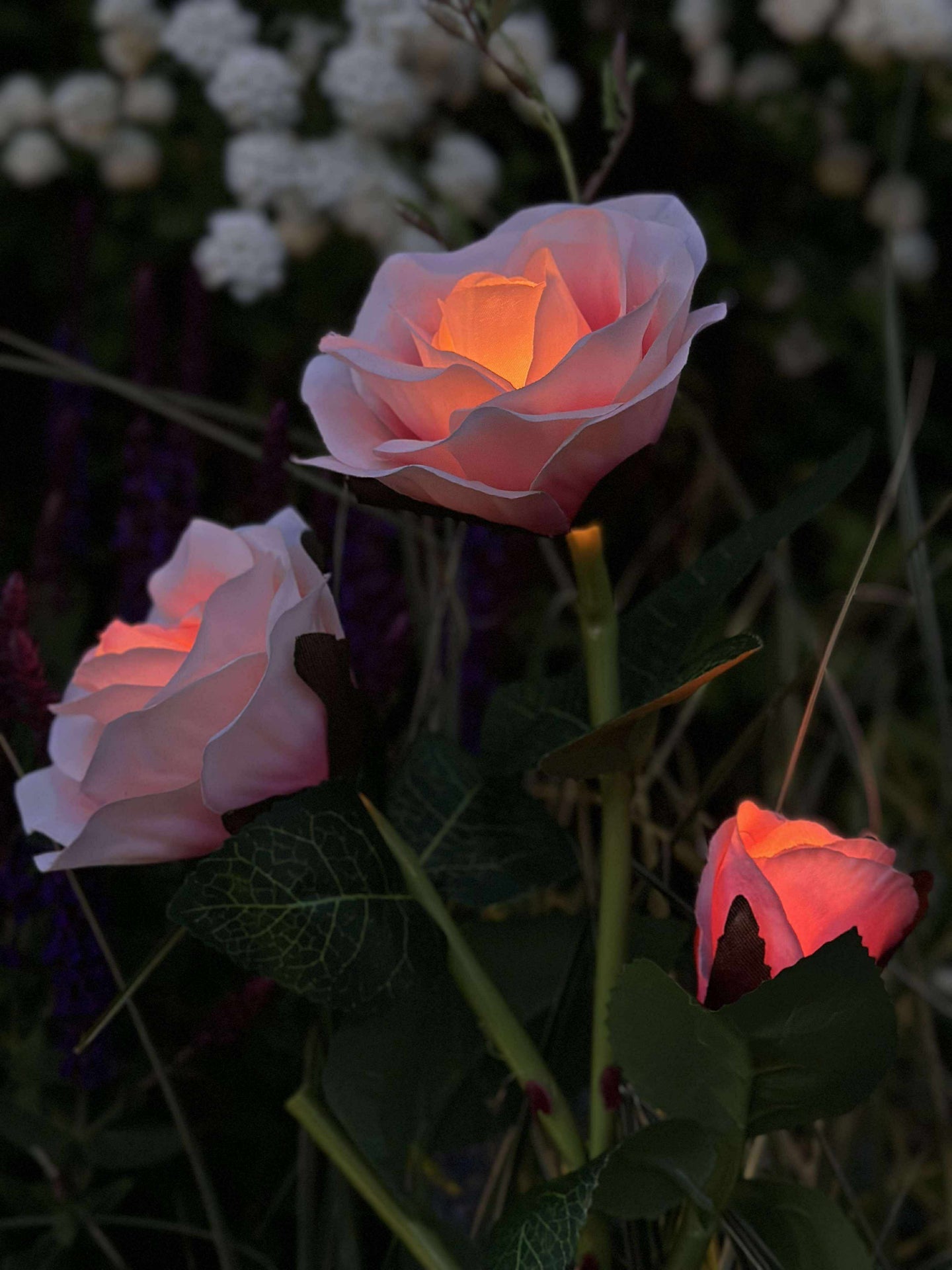 Ros med solceller - Rosa