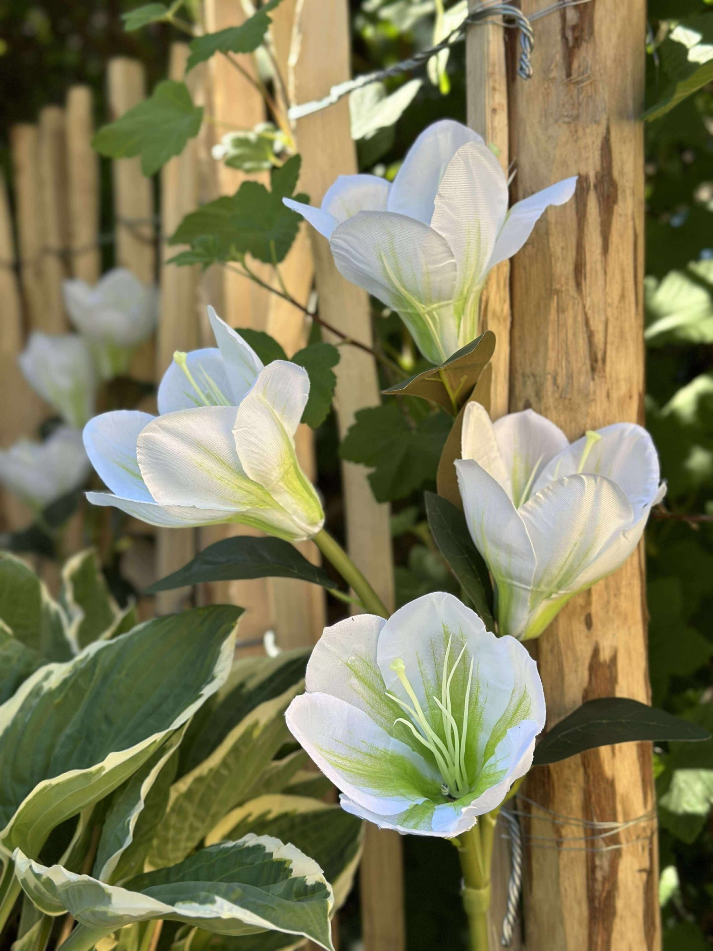 Magnolia med solceller - Vit