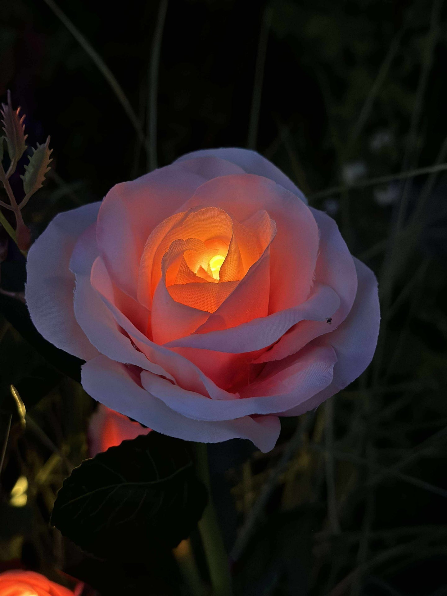 Ros med solceller - Rosa