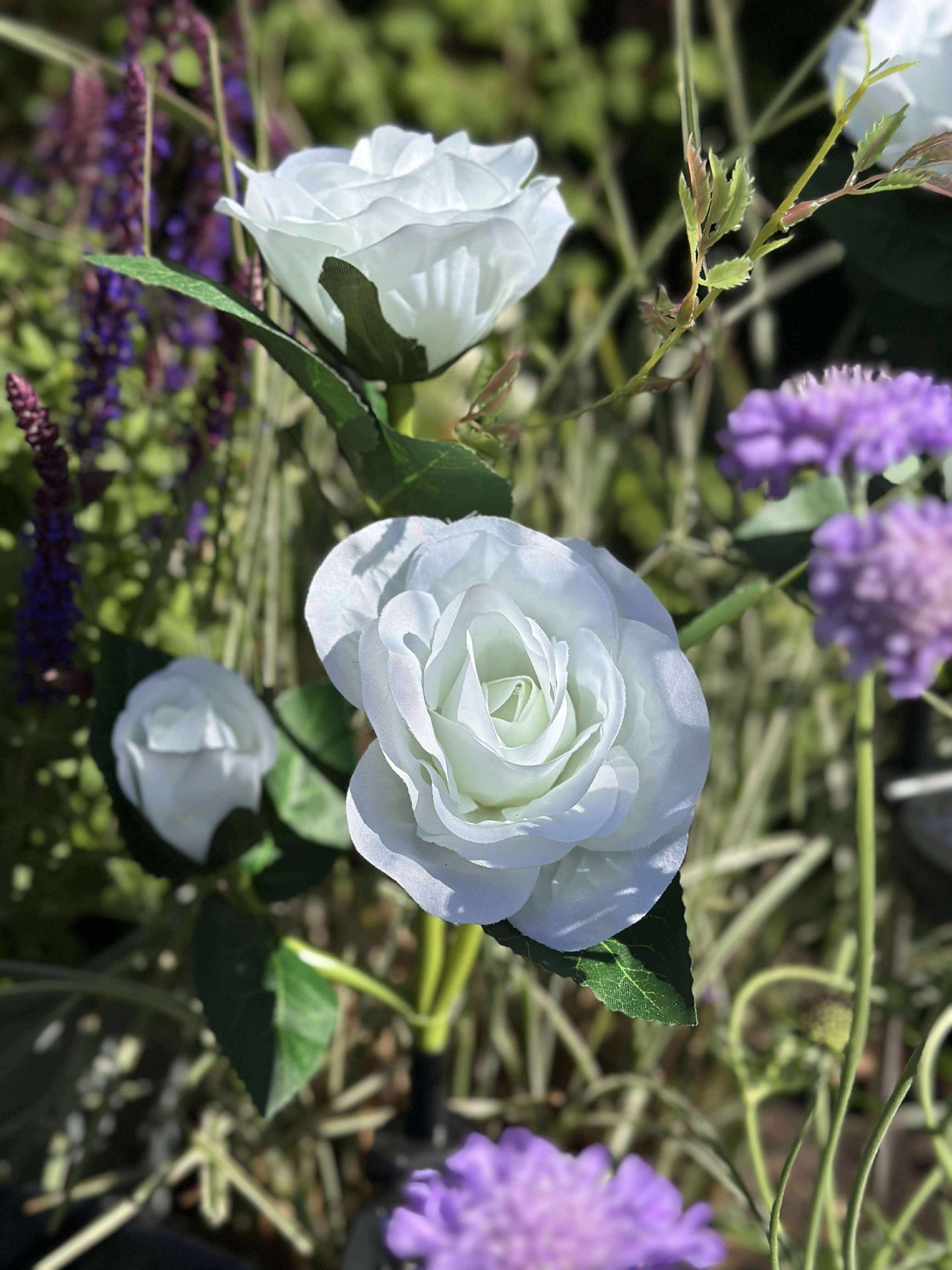 Ros med solceller - Vit