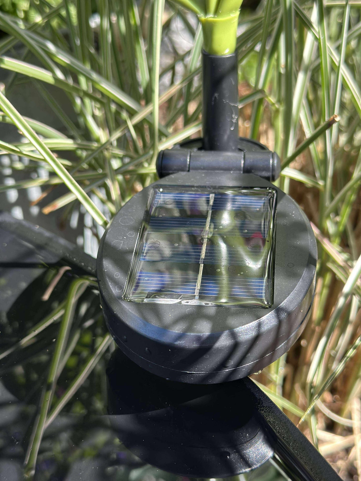 Ros med solceller - Vit