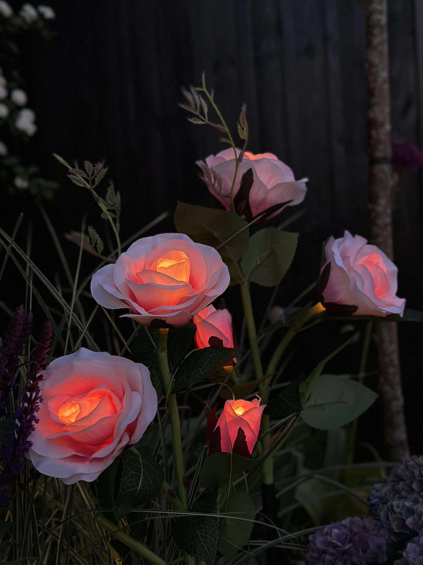 Ros med solceller - Rosa