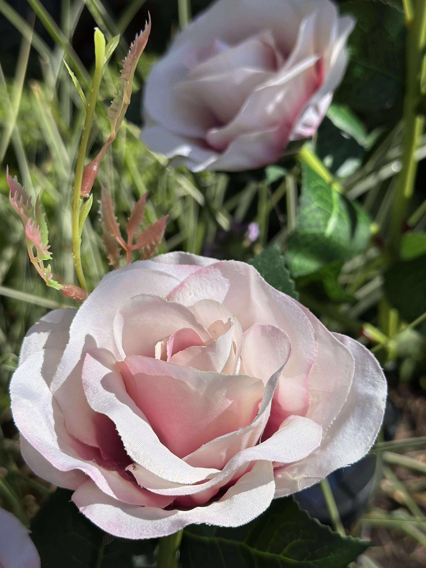 Ros med solceller - Rosa
