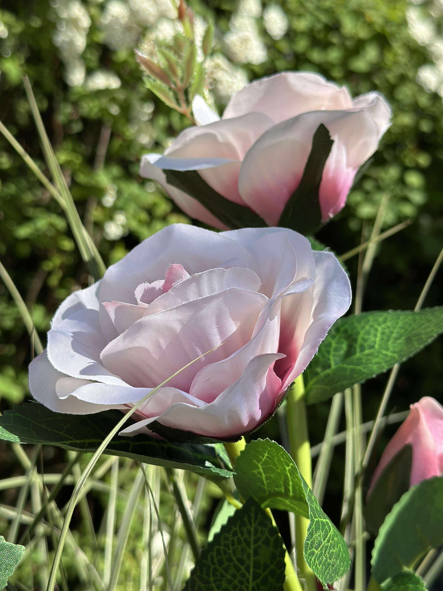 Ros med solceller - Rosa