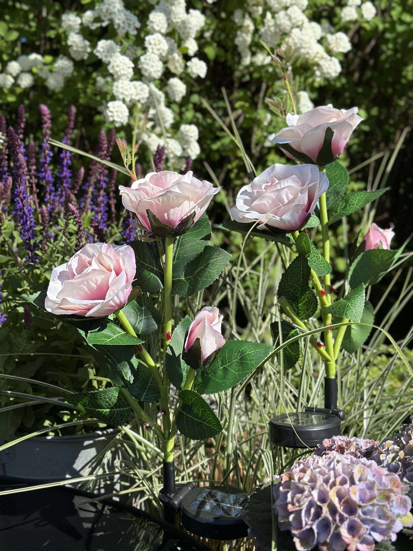 Ros med solceller - Rosa