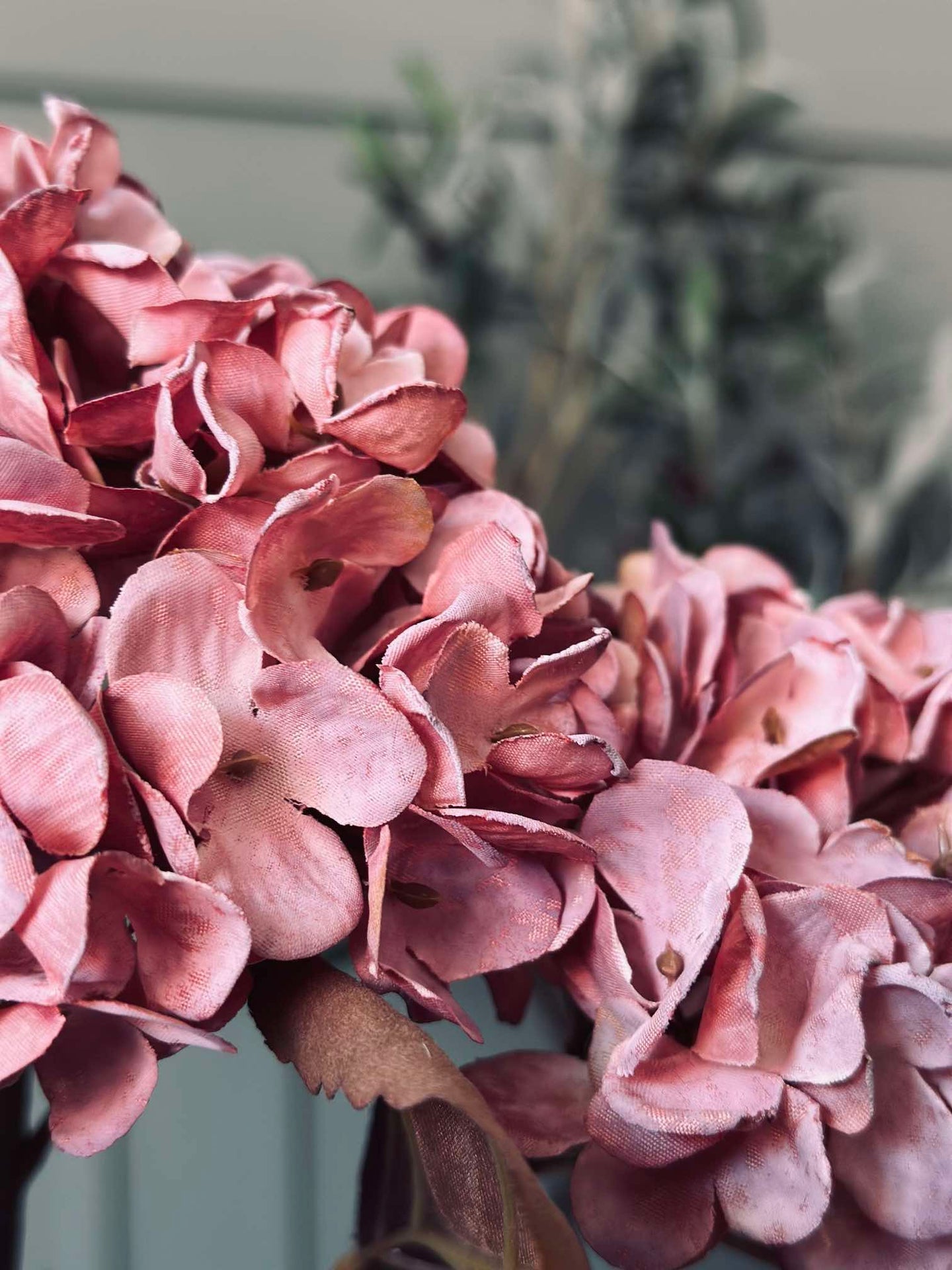 Hortensia-stjälk