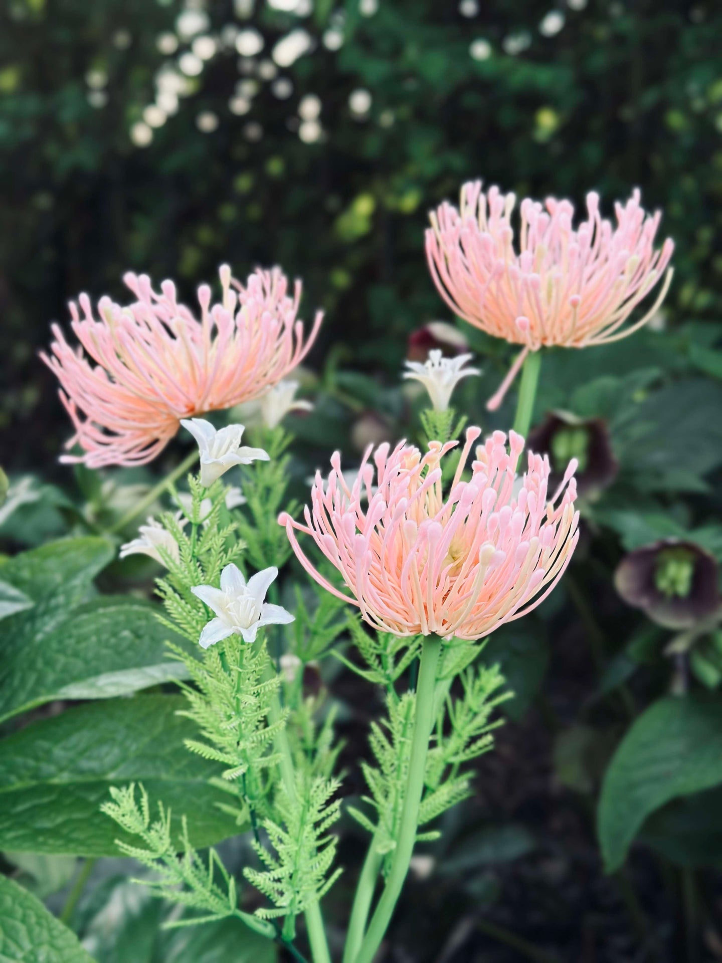 Solcellsblomma - Spindellilja ros