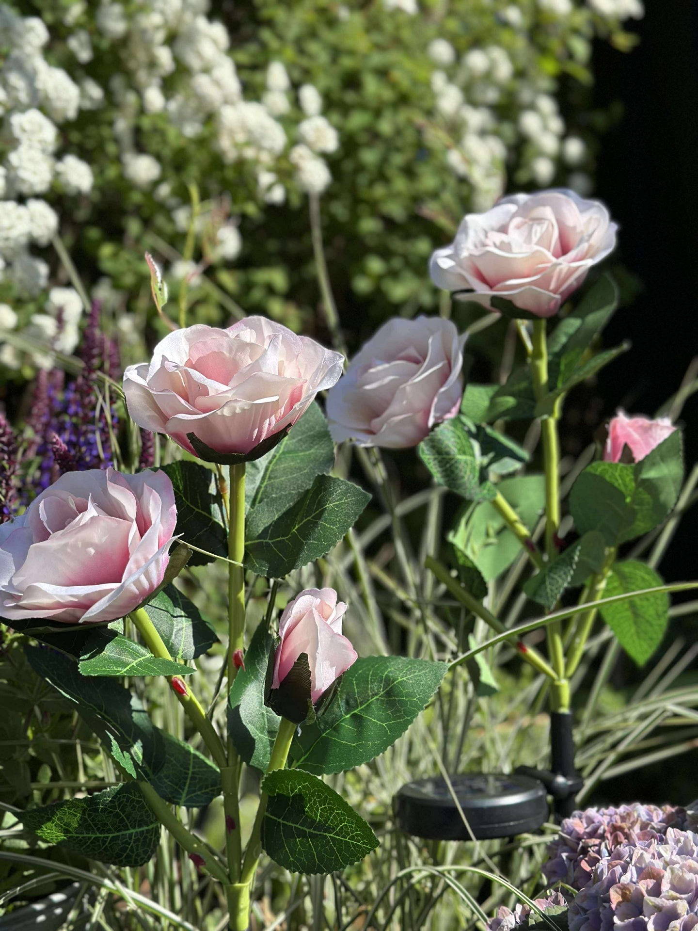 Ros med solceller - Rosa