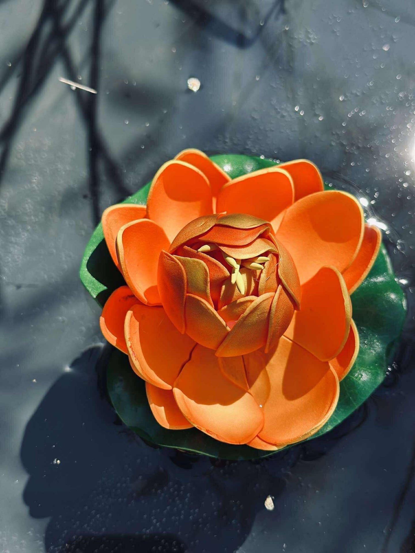 Lotus - Flera färger