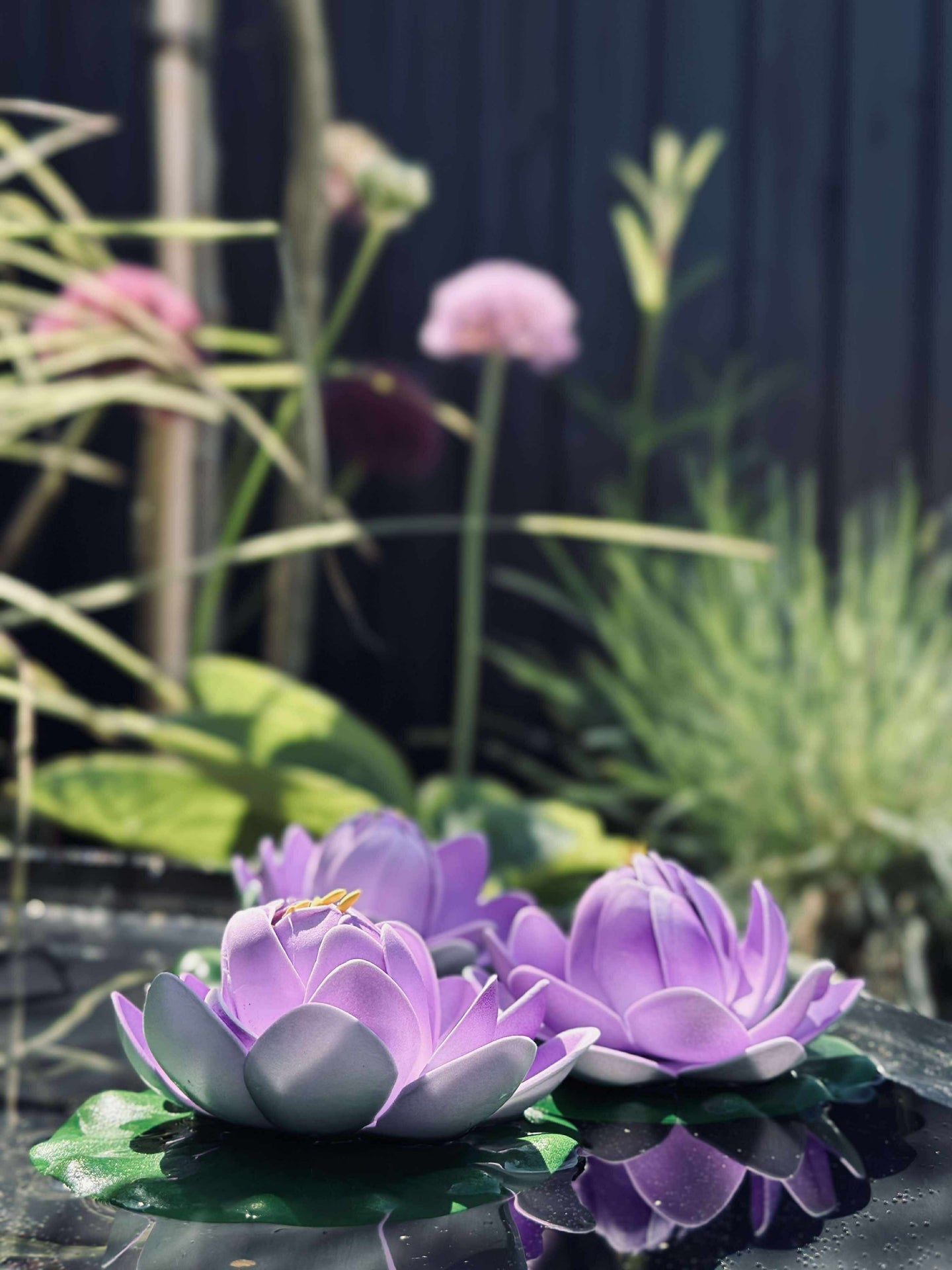 Lotus - Flera färger