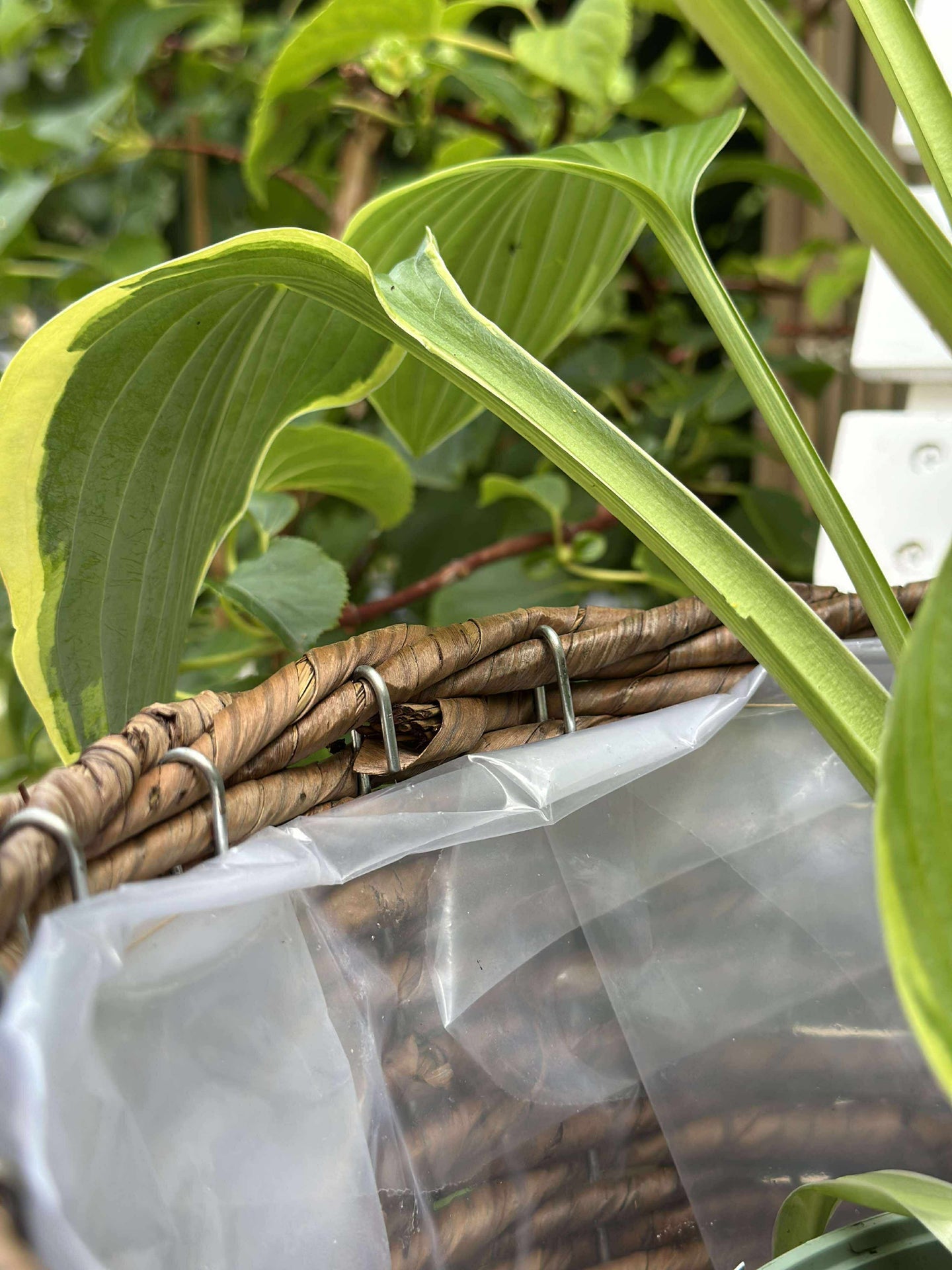 Växtkorgar - Set med 3 st