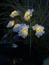 Hortensia med solceller - Vit
