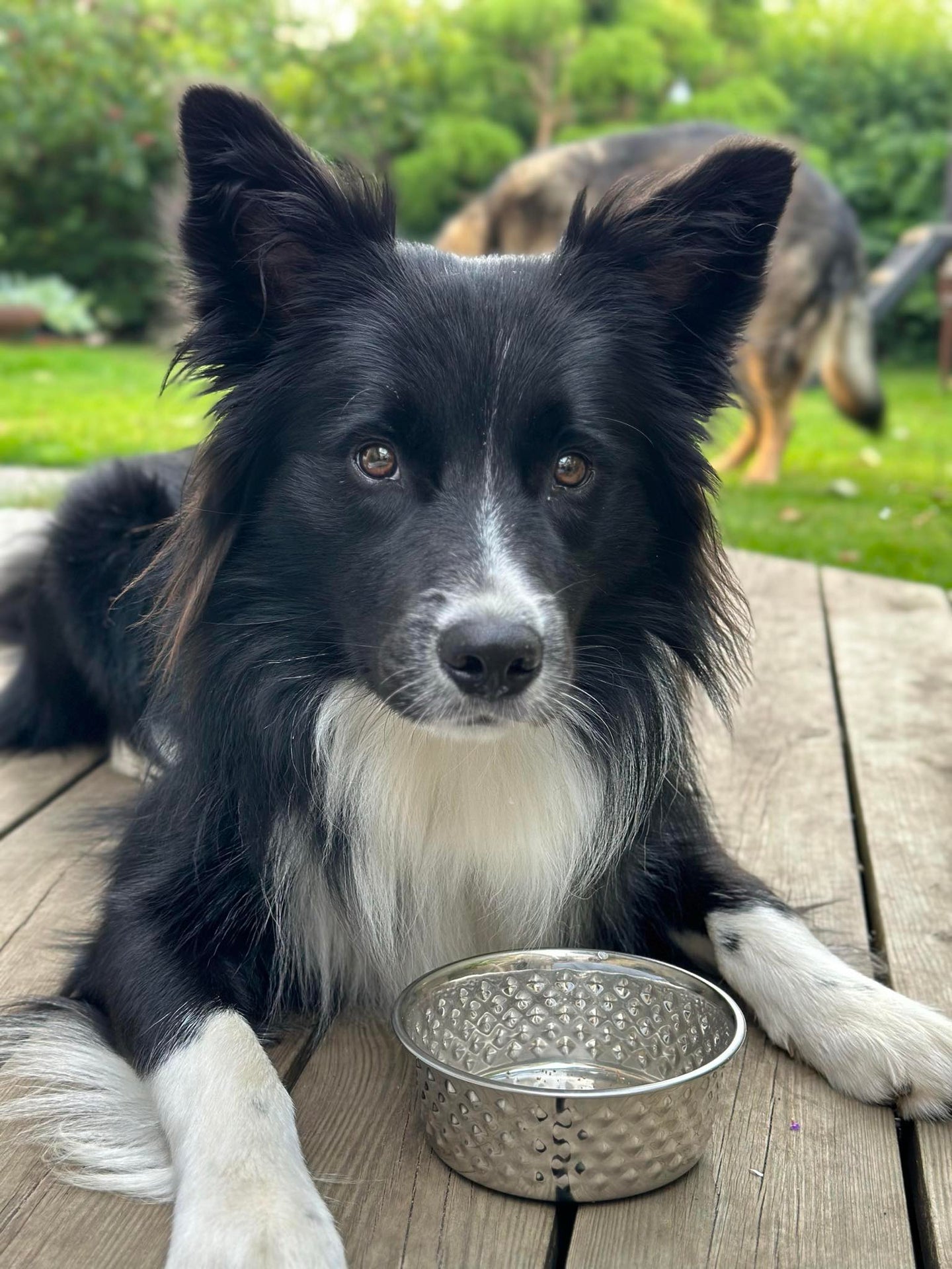 Hundskål Rostfritt stål - Liten