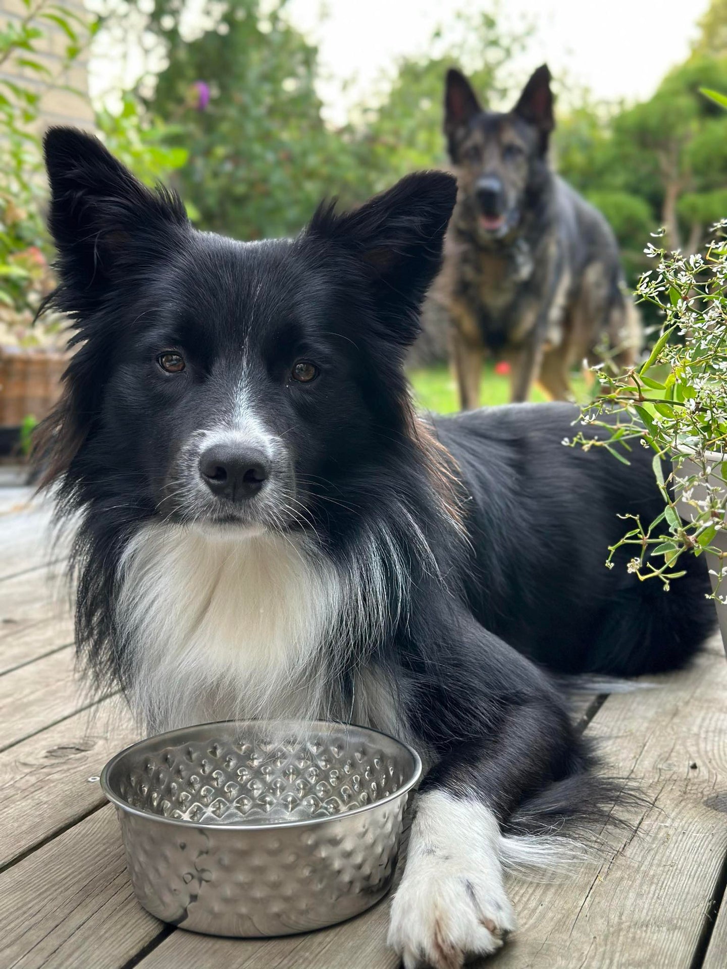 Hundskål Rostfritt stål - Mellan