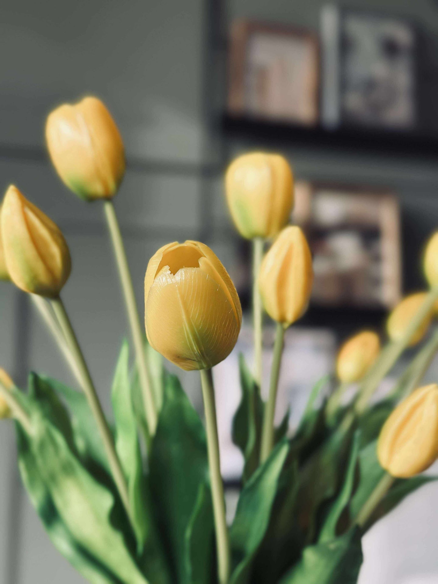 Tulpaner – Flera färger