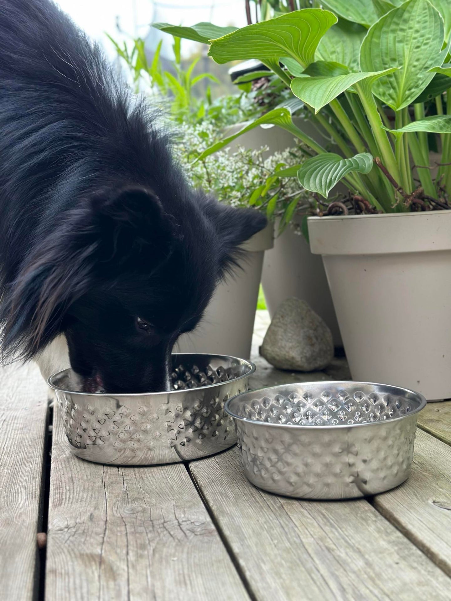 Hundskål Rostfritt stål - Mellan