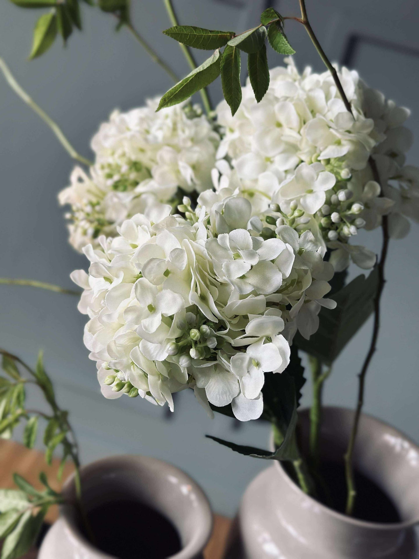 Hortensia Hvid