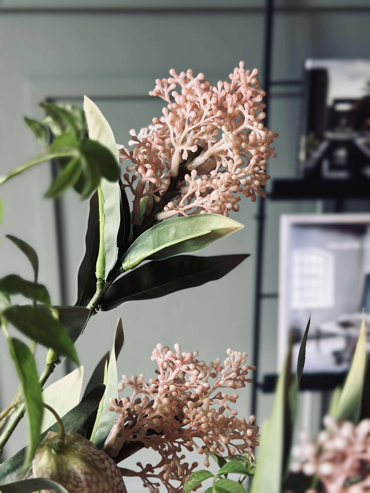 Blomstjälk -skimmia MIX