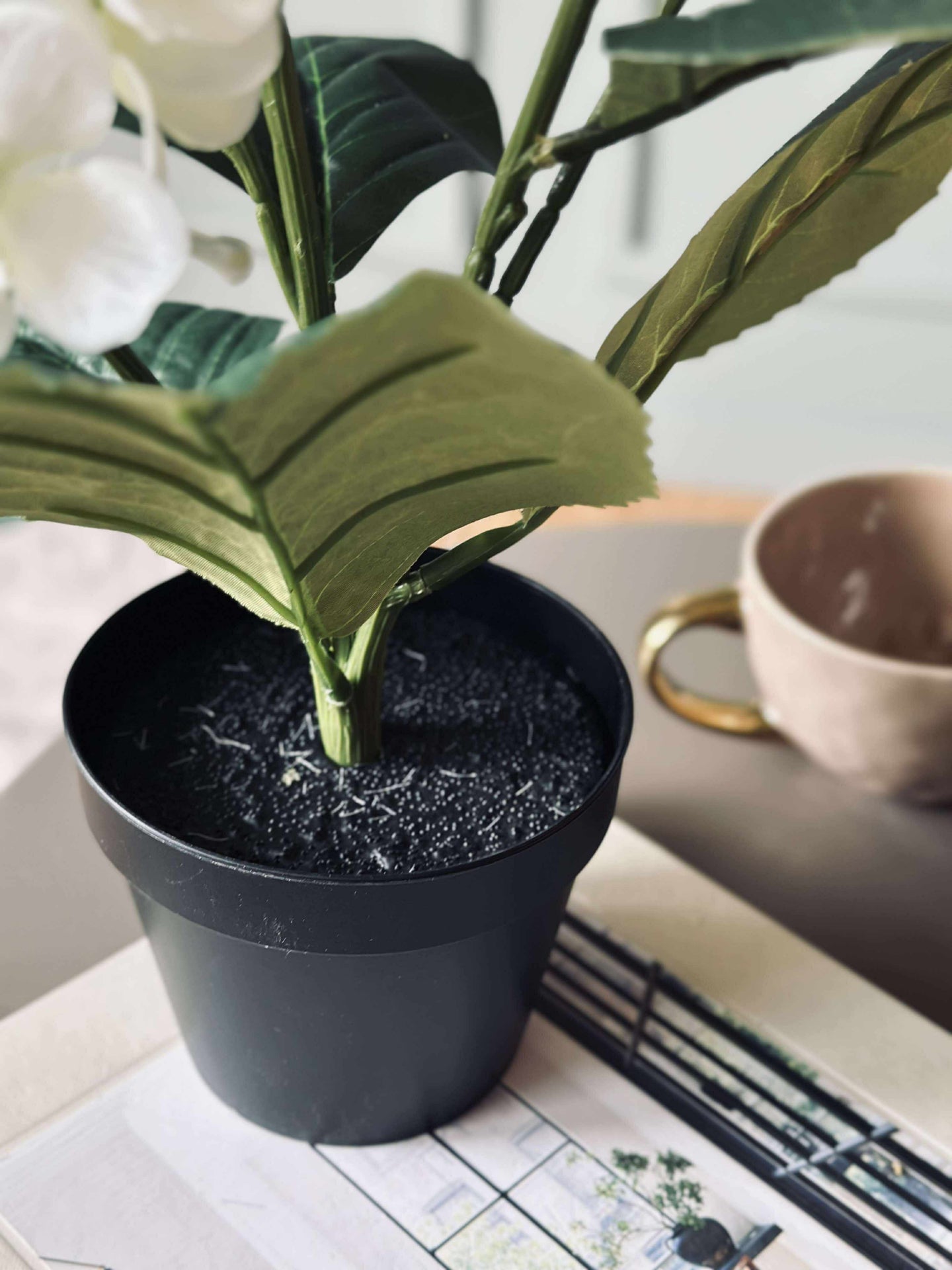 Hortensia i kruka - Vit