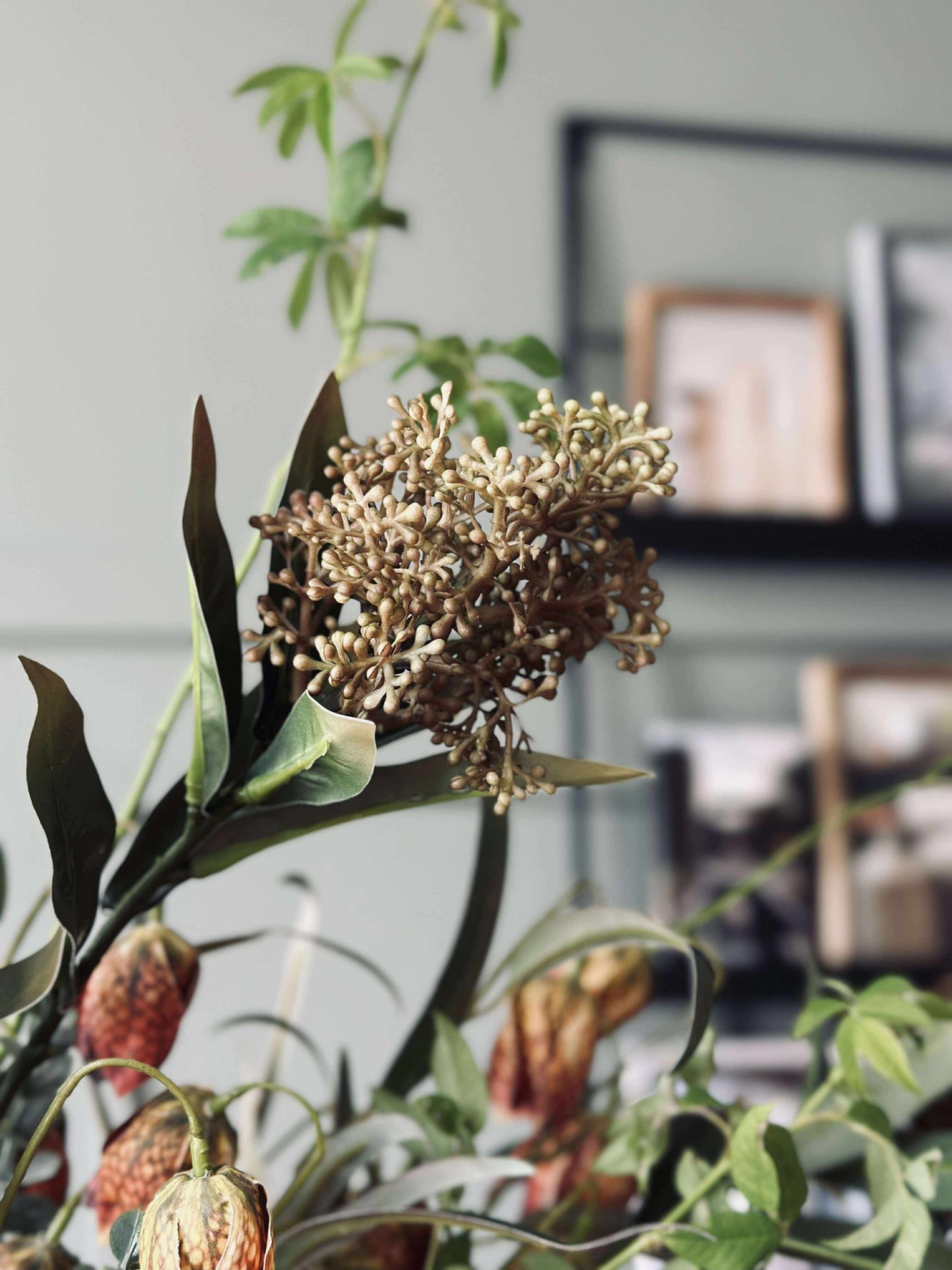 Blomstjälk -skimmia MIX