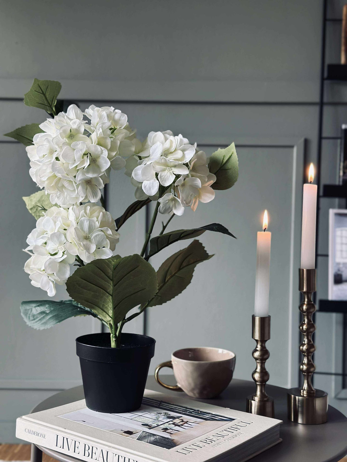 Hortensia i kruka - Vit