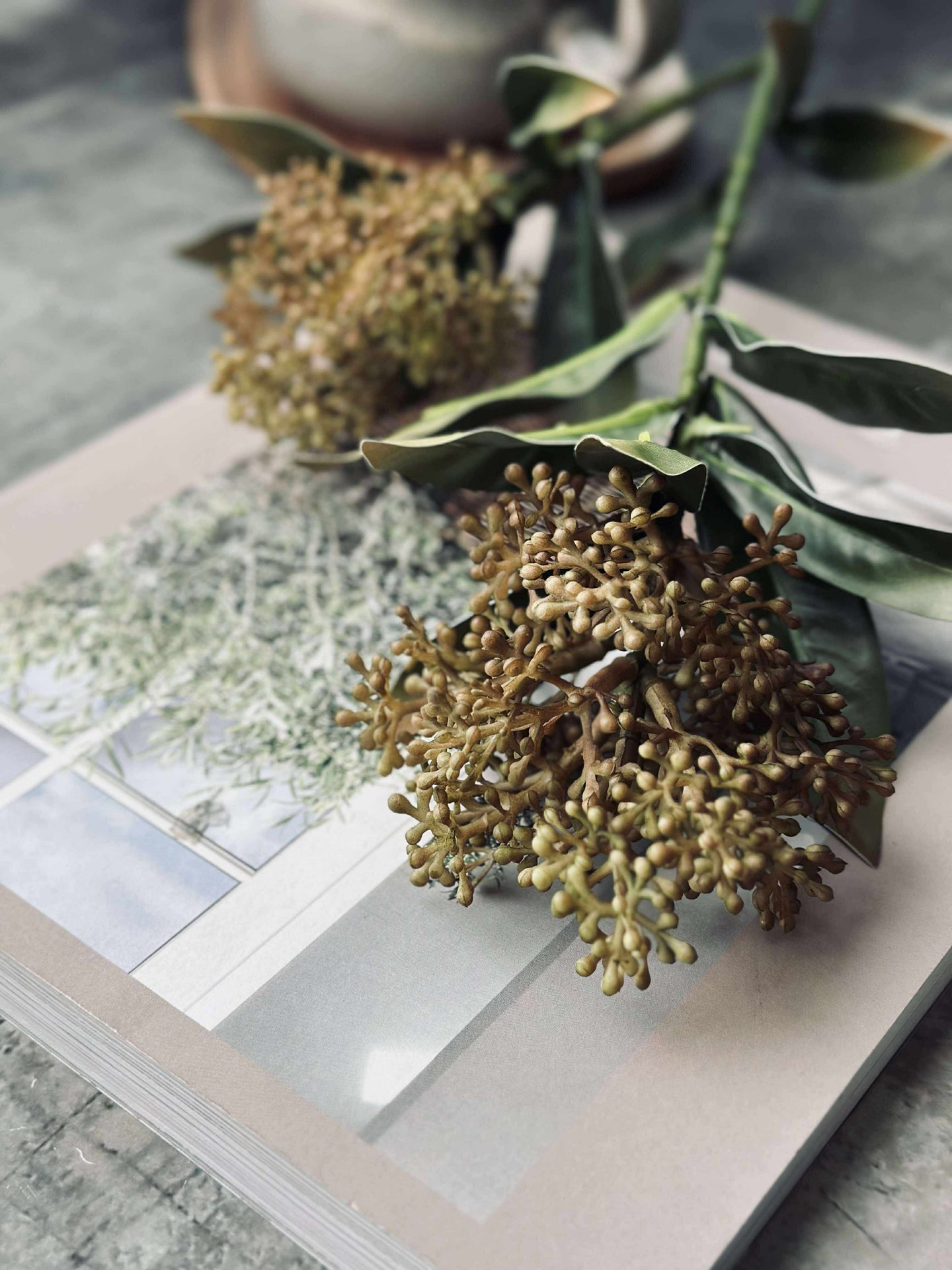 Blomstjälk -skimmia MIX