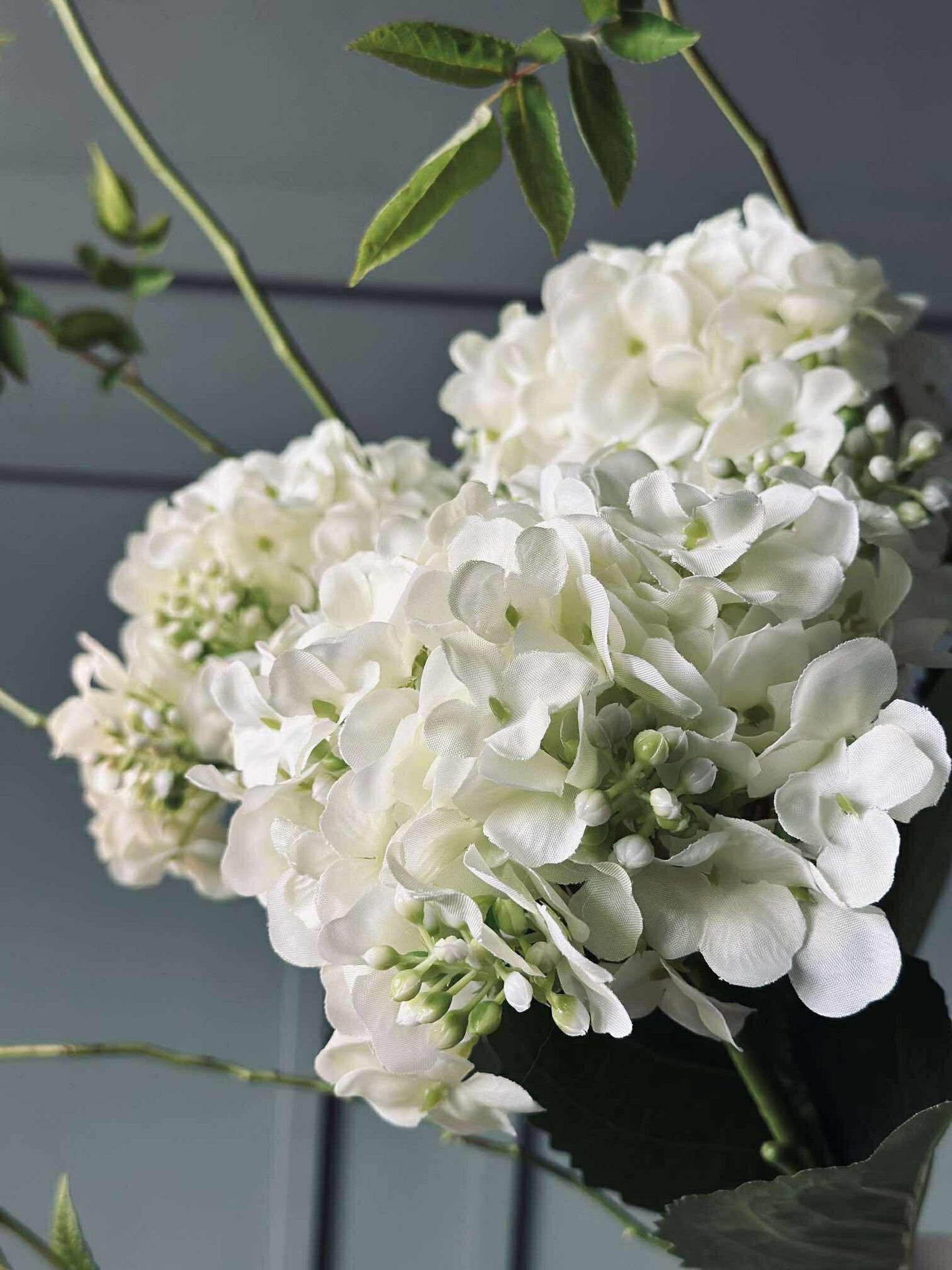 Hortensia Hvid