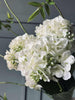 Hortensia Hvid
