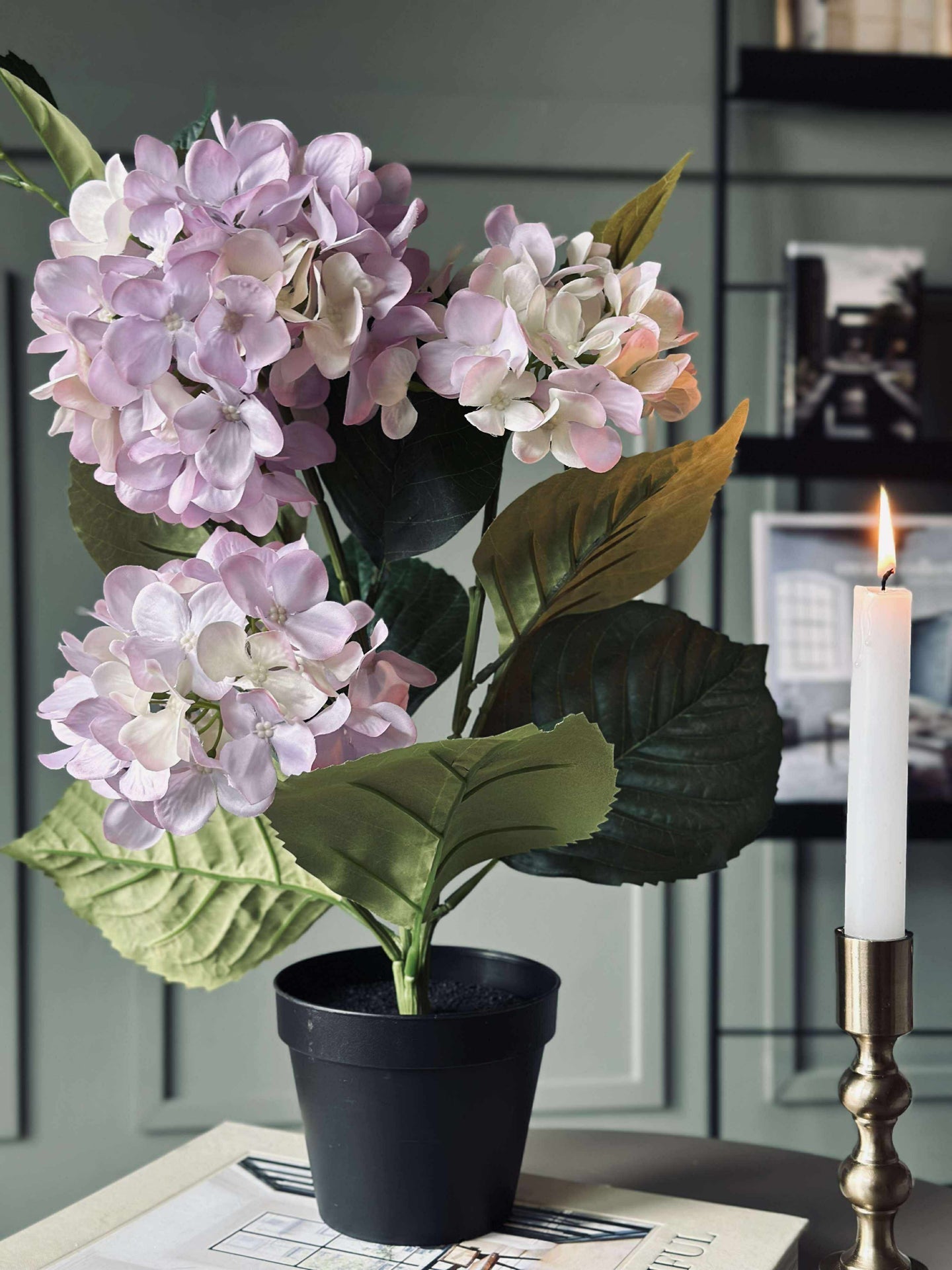 Hortensia i kruka - Syren