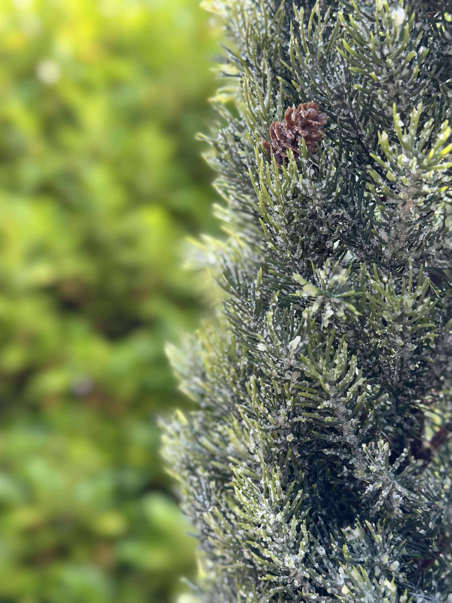 Blandad Tall - 106 cm