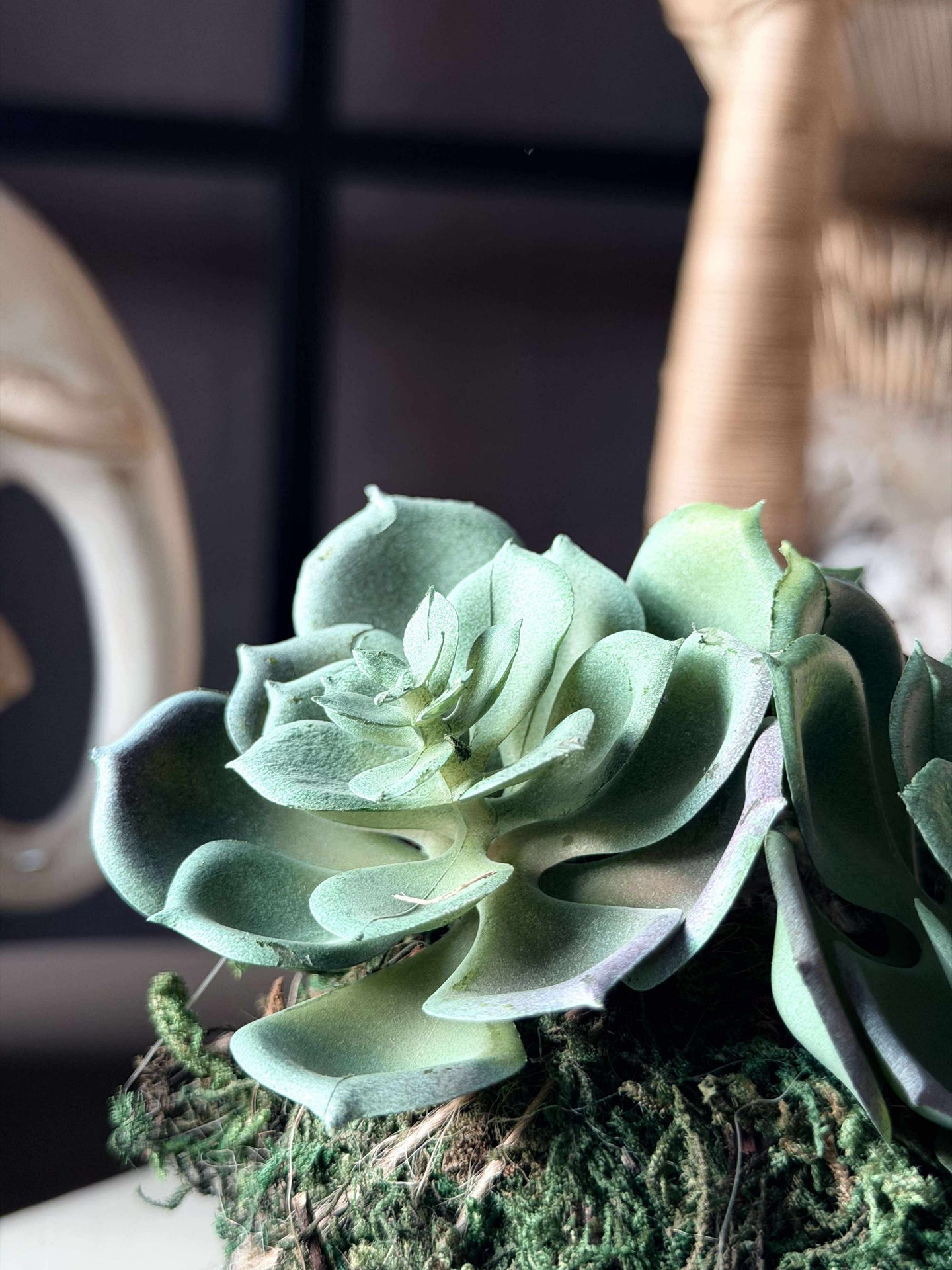 Blomma taklök mossboll