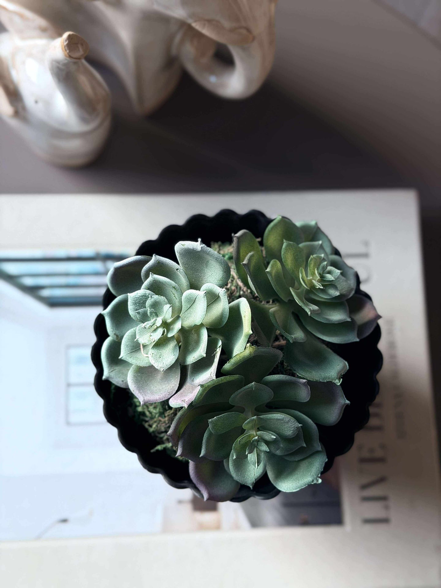 Blomma taklök mossboll