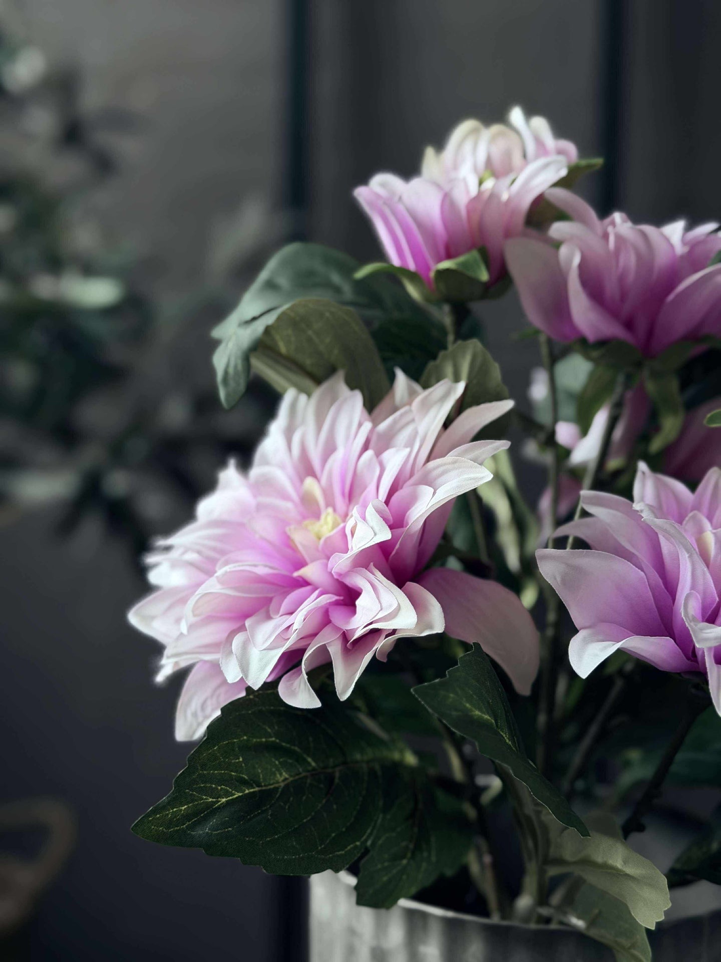 Dahlia i kruka - Ljusrosa
