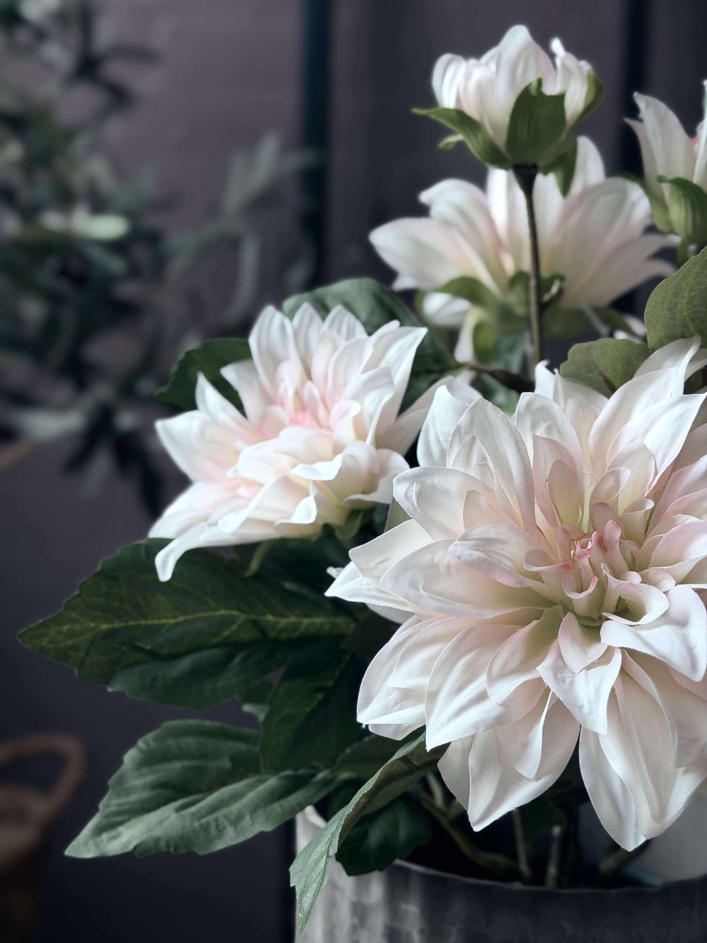 Dahlia i kruka - Vit