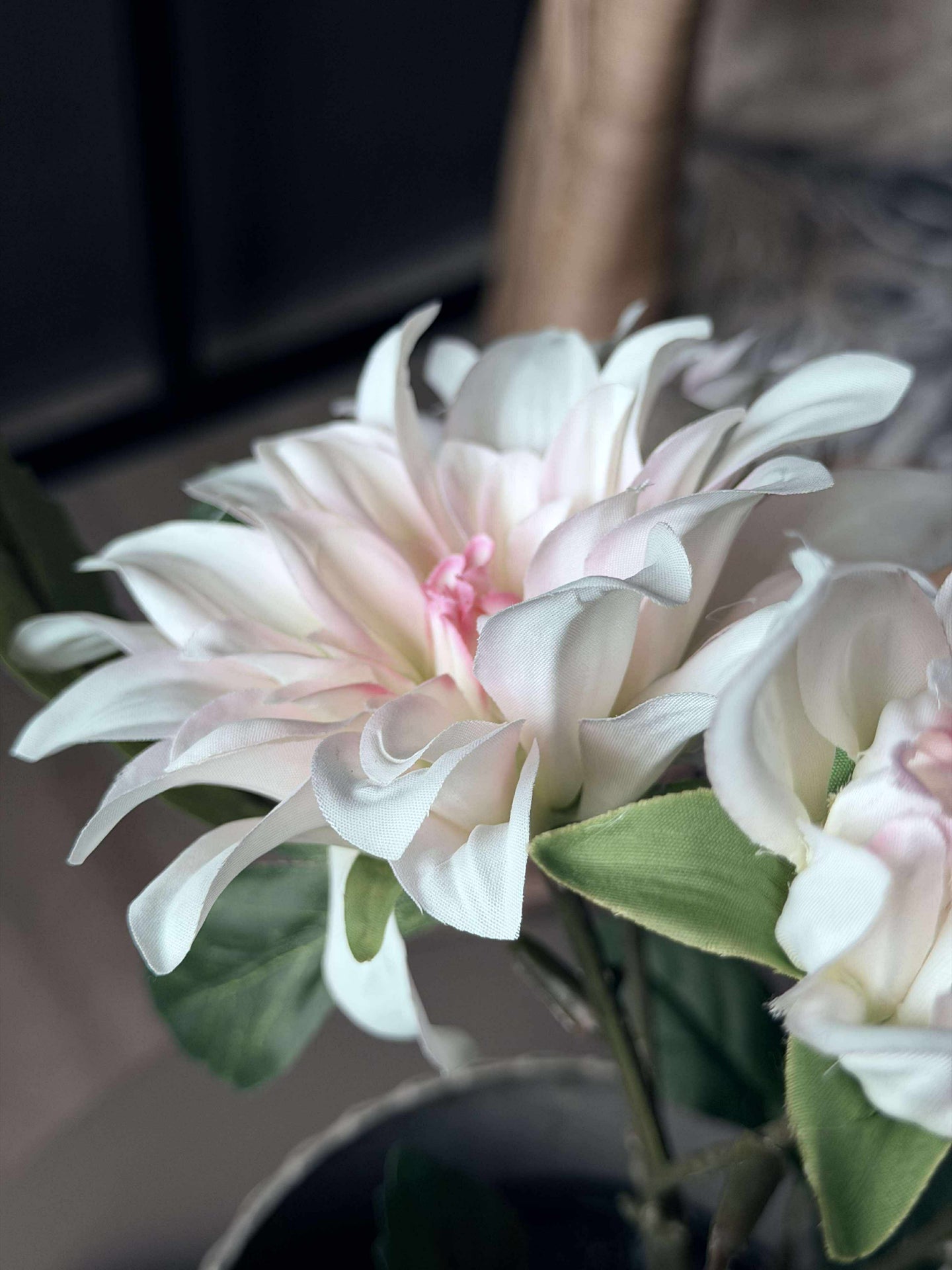 Dahlia i kruka - Vit