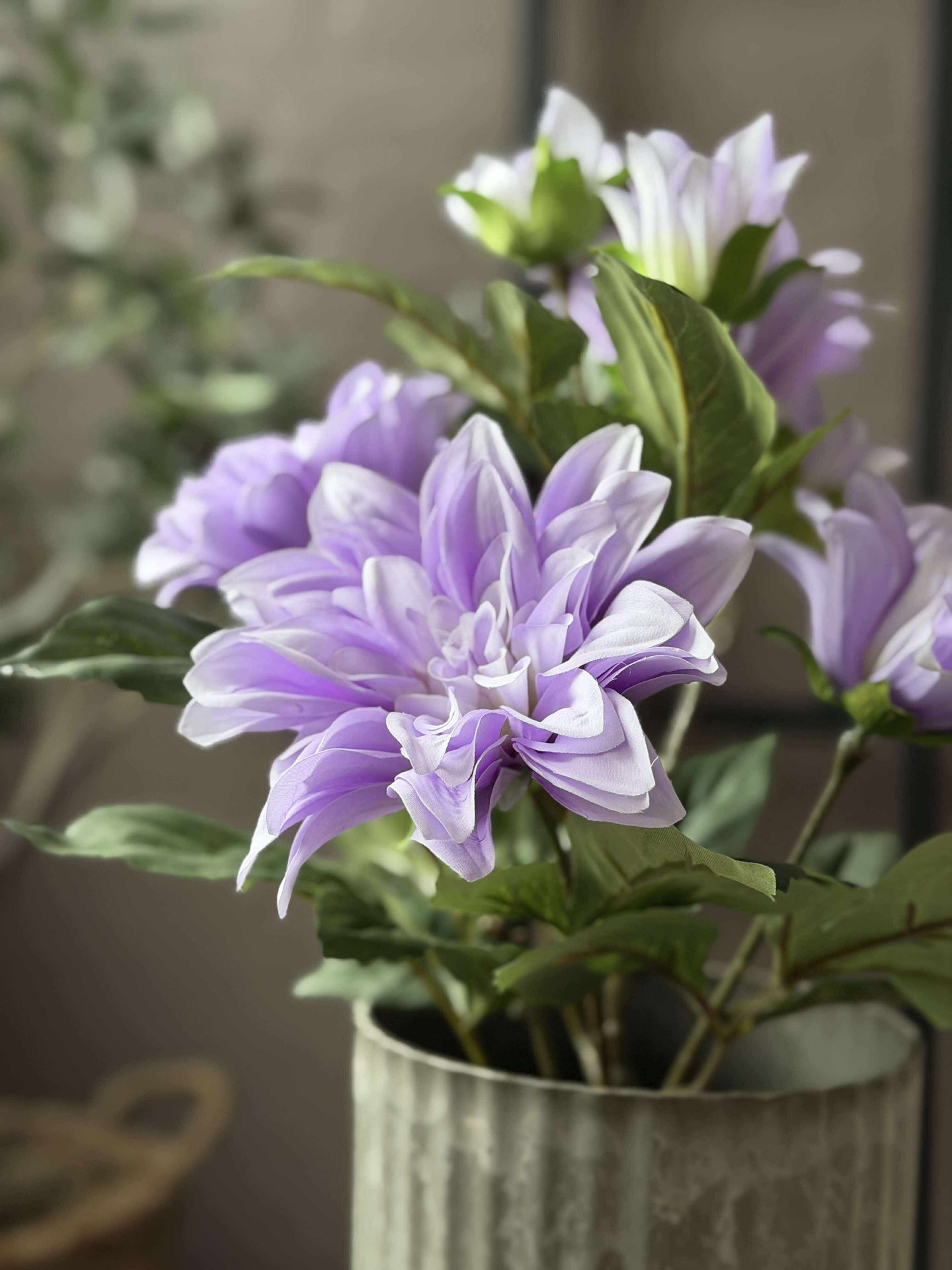 Dahlia i kruka - Lila