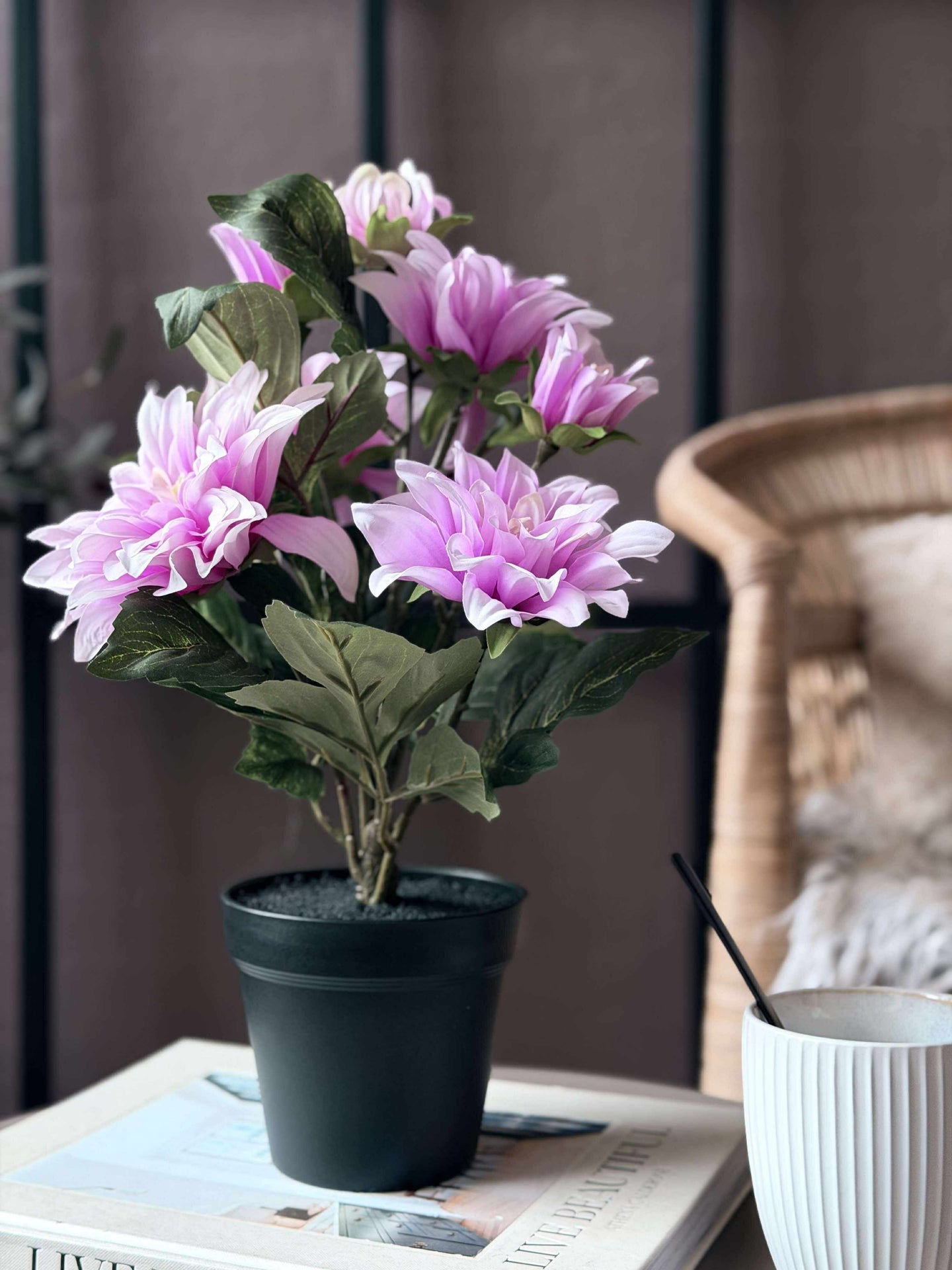 Dahlia i kruka - Ljusrosa